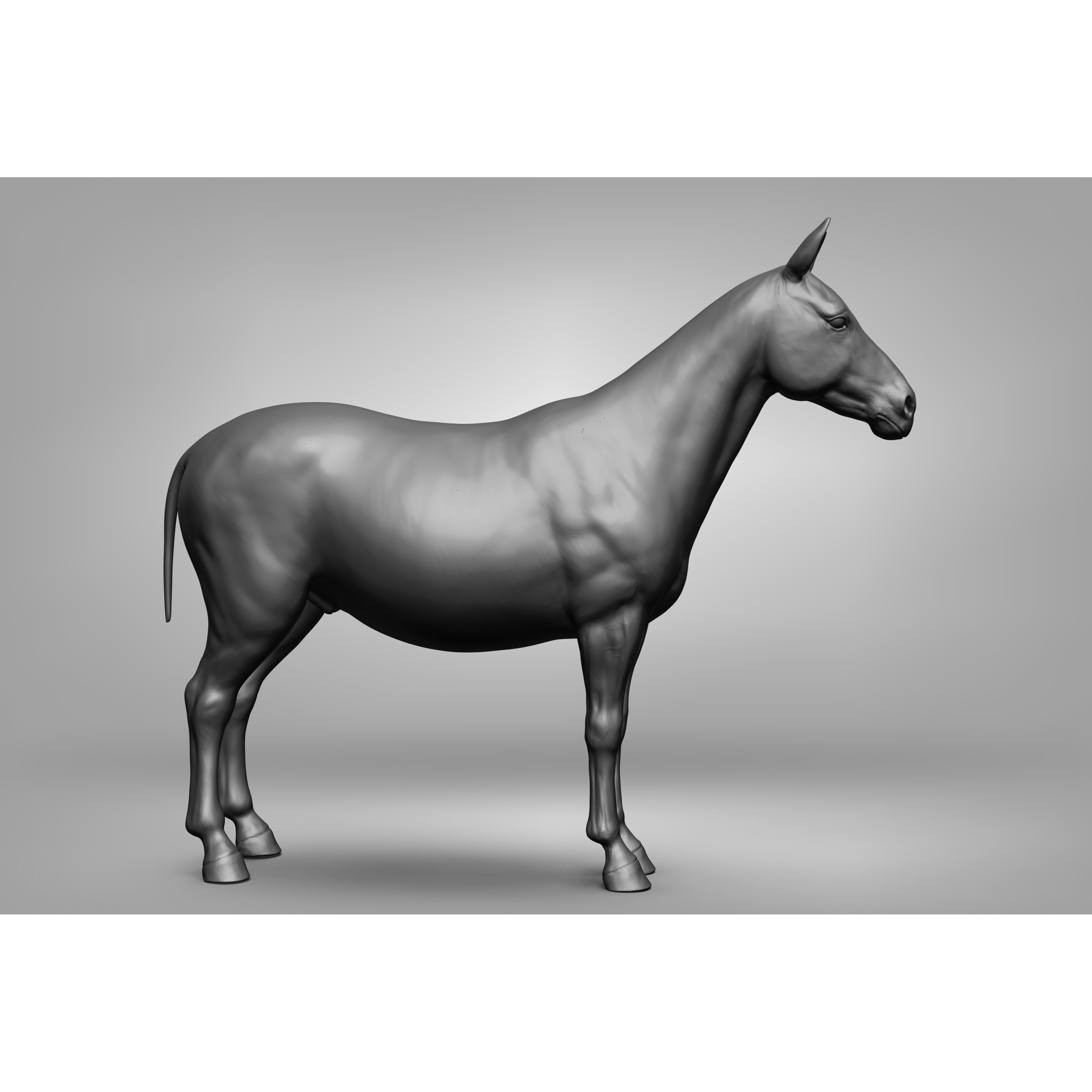 Wild Animal Collection - Realistic 3D Model - View 119