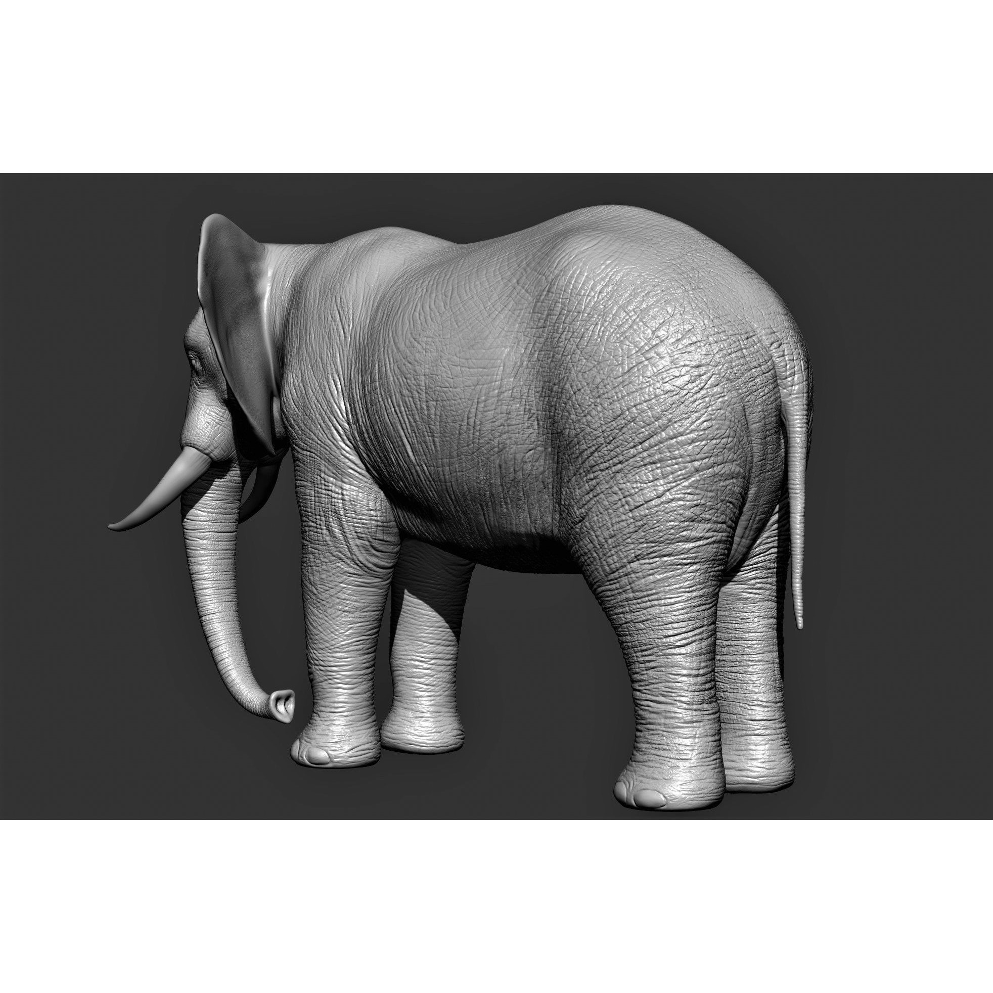 Wild Animal Collection - Realistic 3D Model - View 12