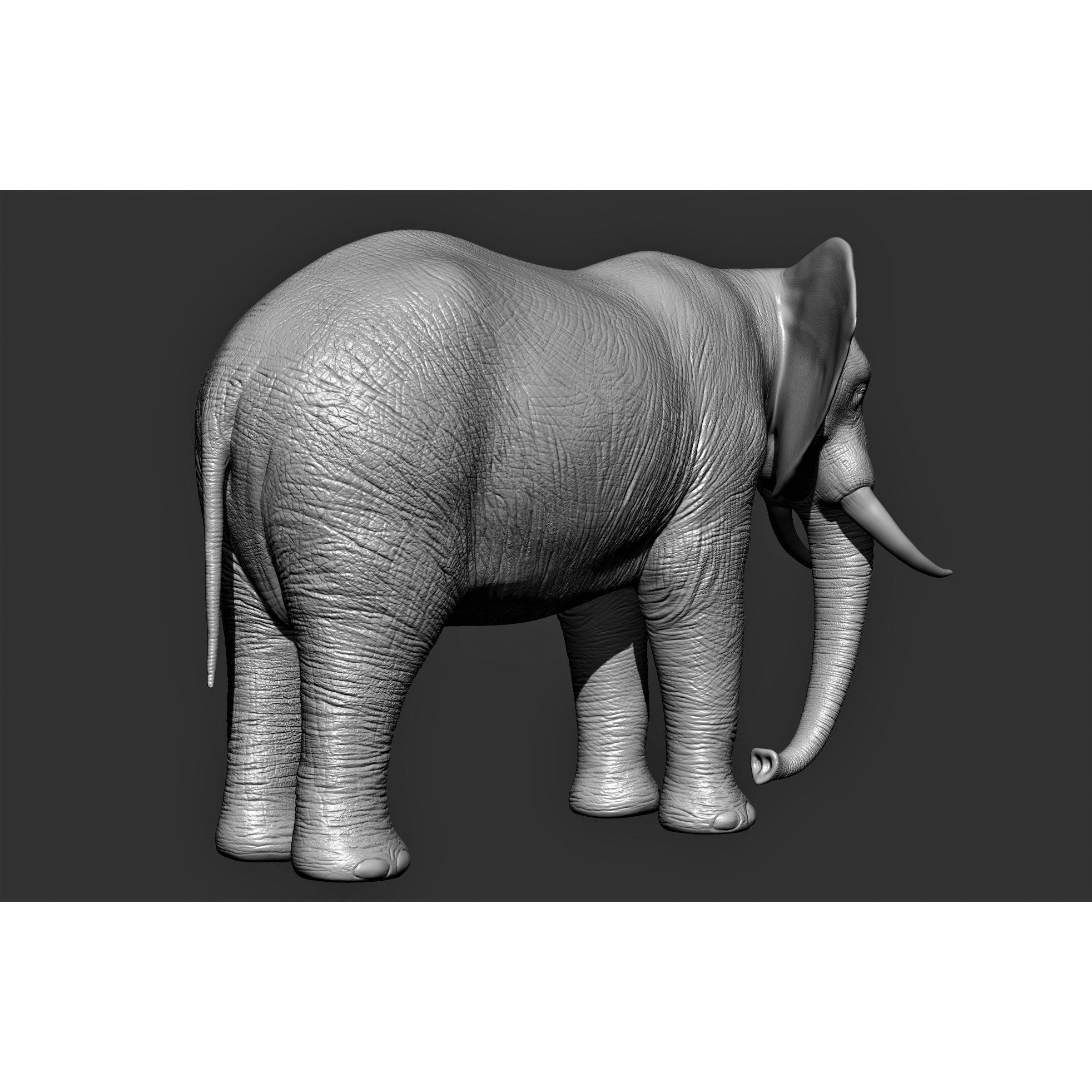 Wild Animal Collection - Realistic 3D Model - View 14