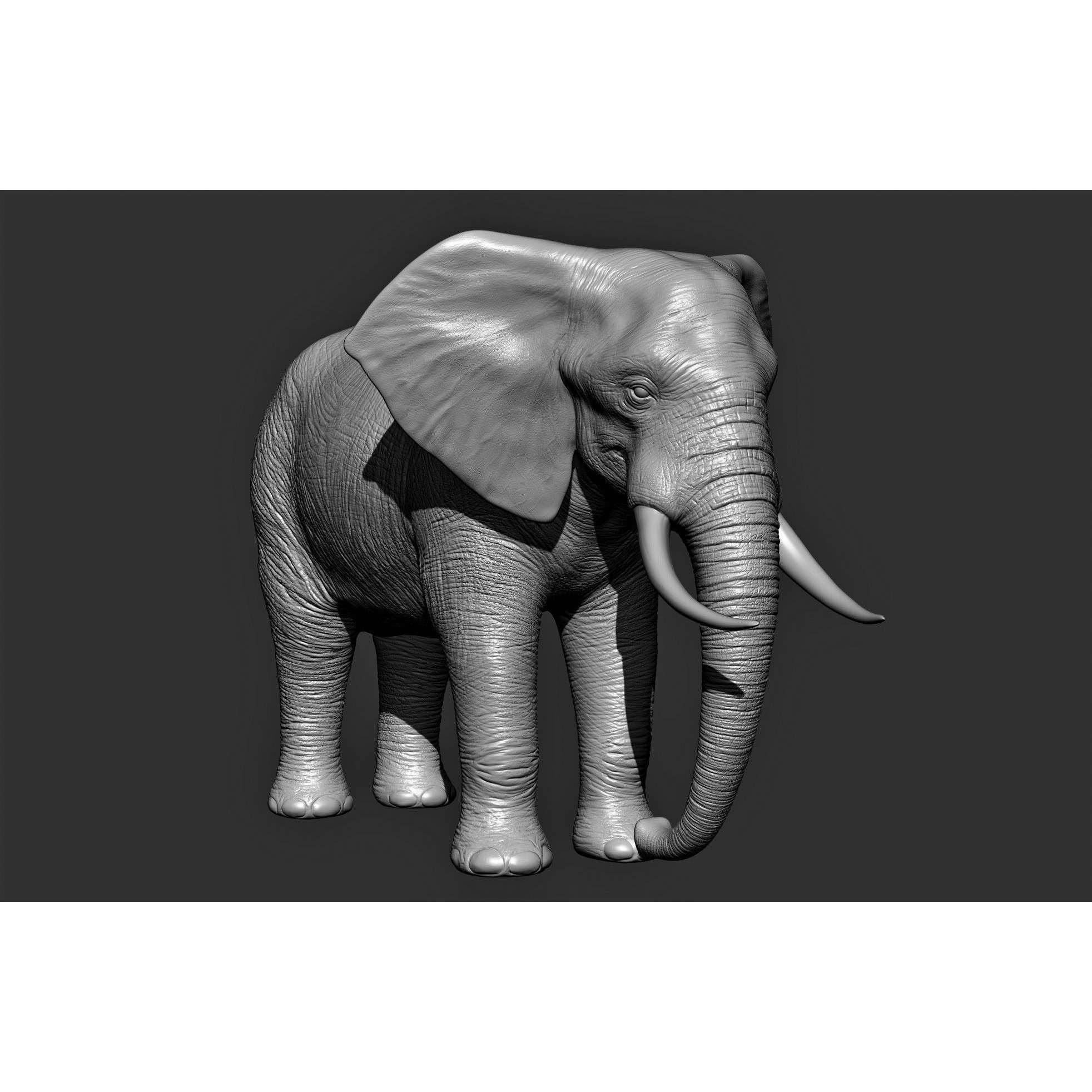 Wild Animal Collection - Realistic 3D Model - View 15
