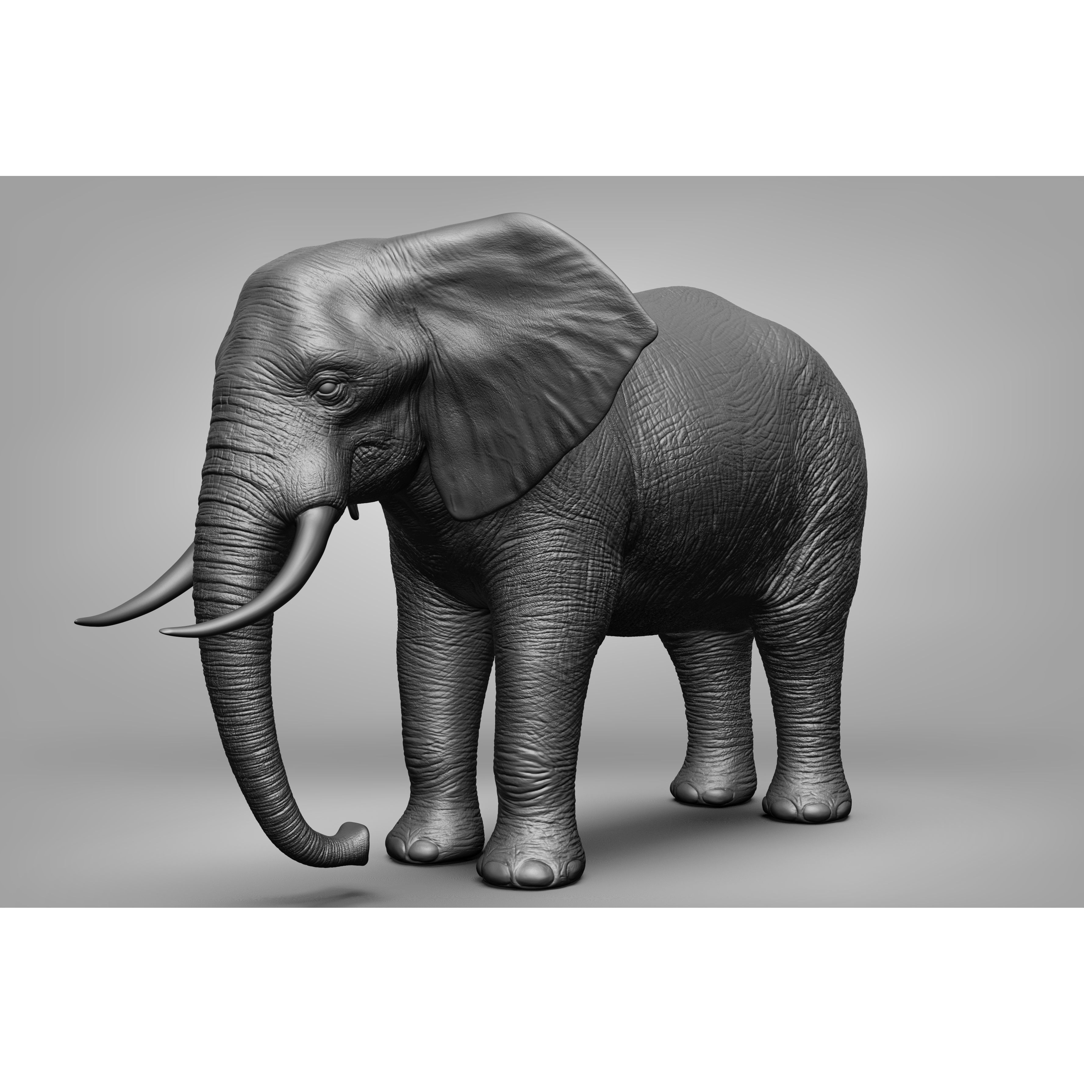 Wild Animal Collection - Realistic 3D Model - View 3