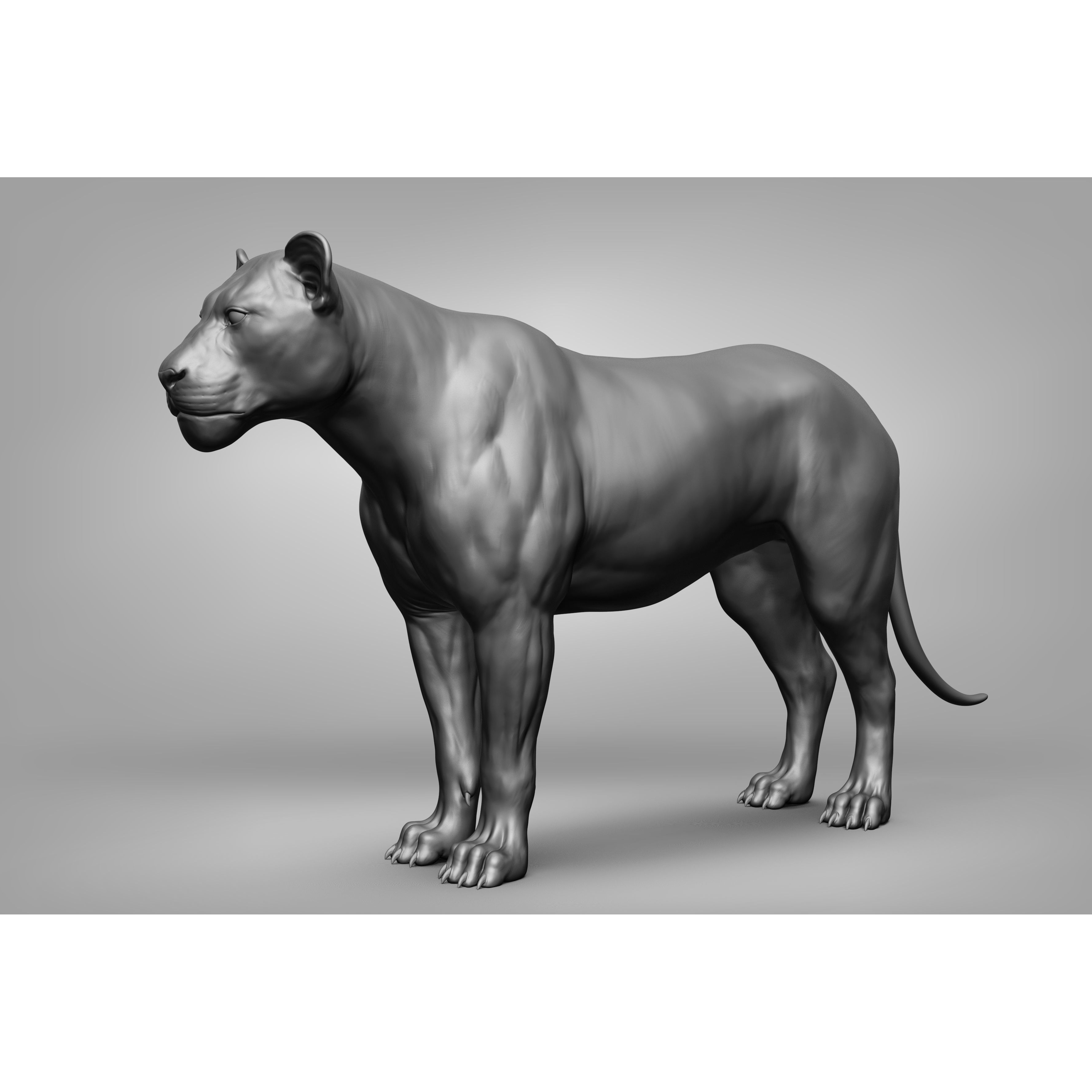 Wild Animal Collection - Realistic 3D Model - View 34