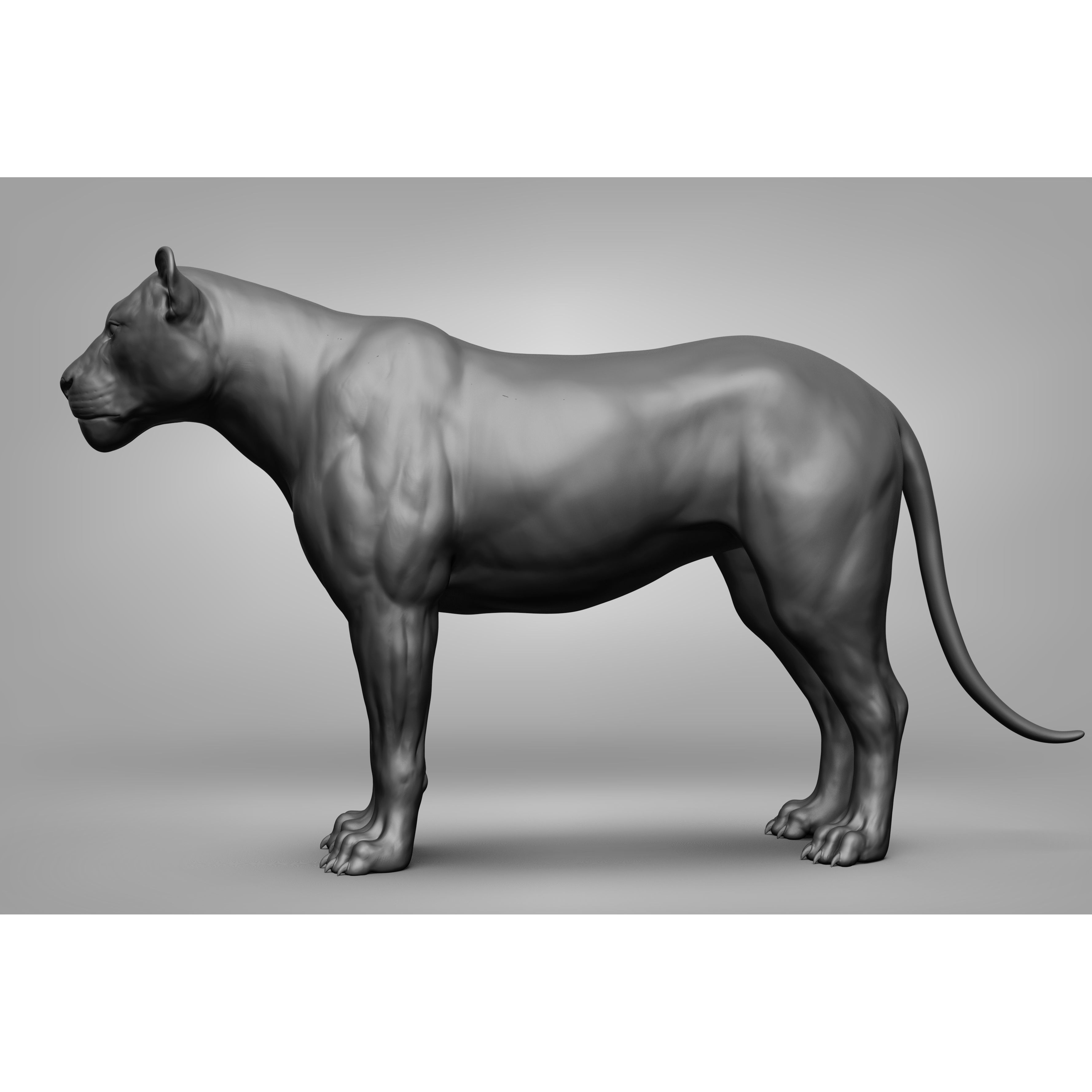 Wild Animal Collection - Realistic 3D Model - View 35