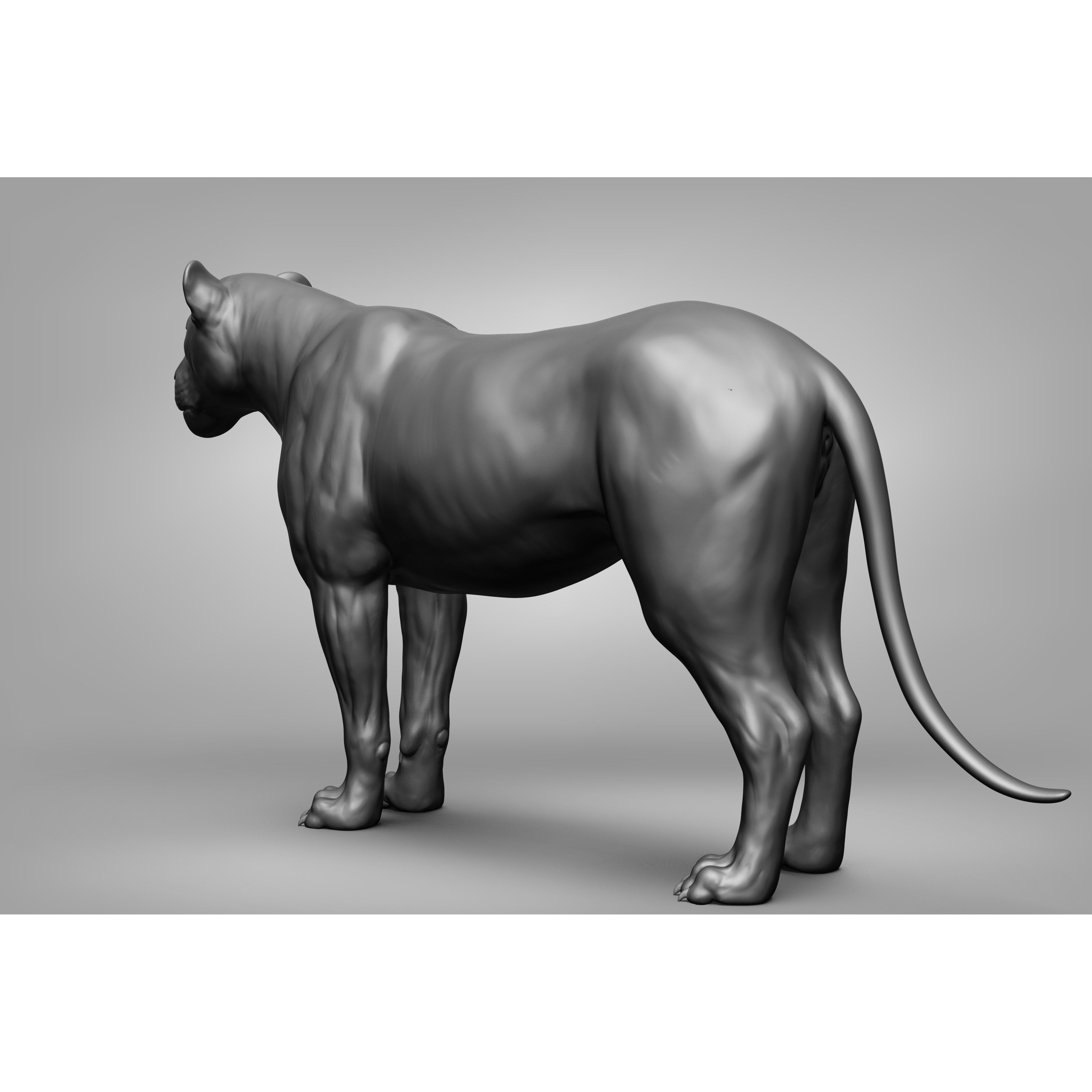 Wild Animal Collection - Realistic 3D Model - View 36