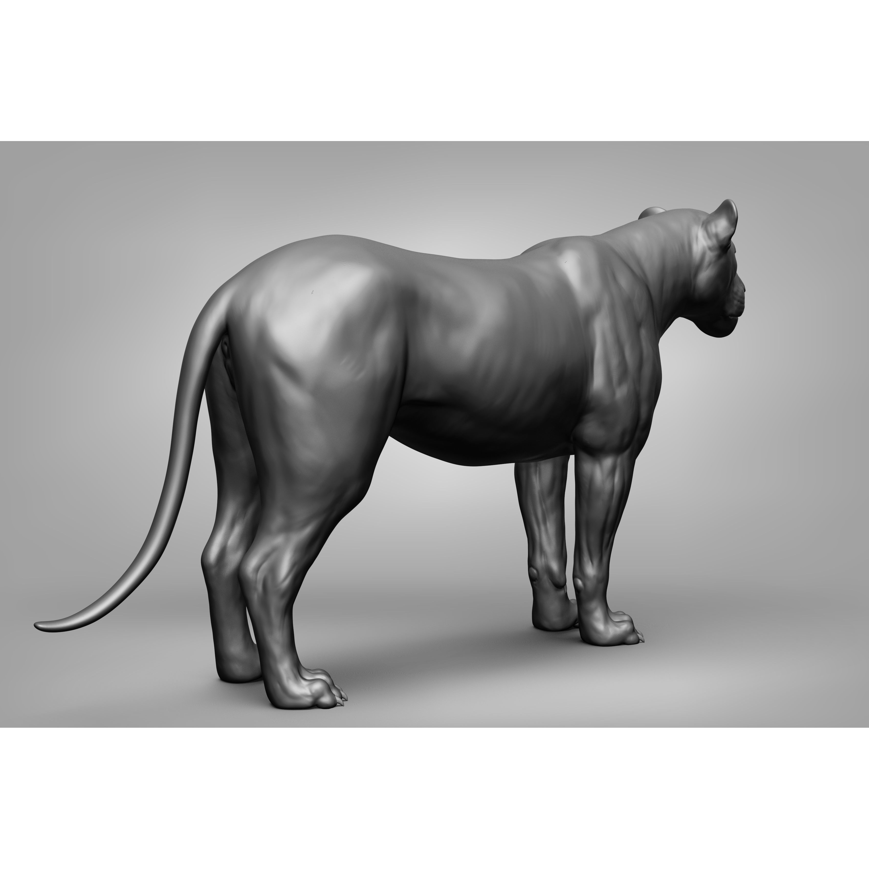 Wild Animal Collection - Realistic 3D Model - View 37