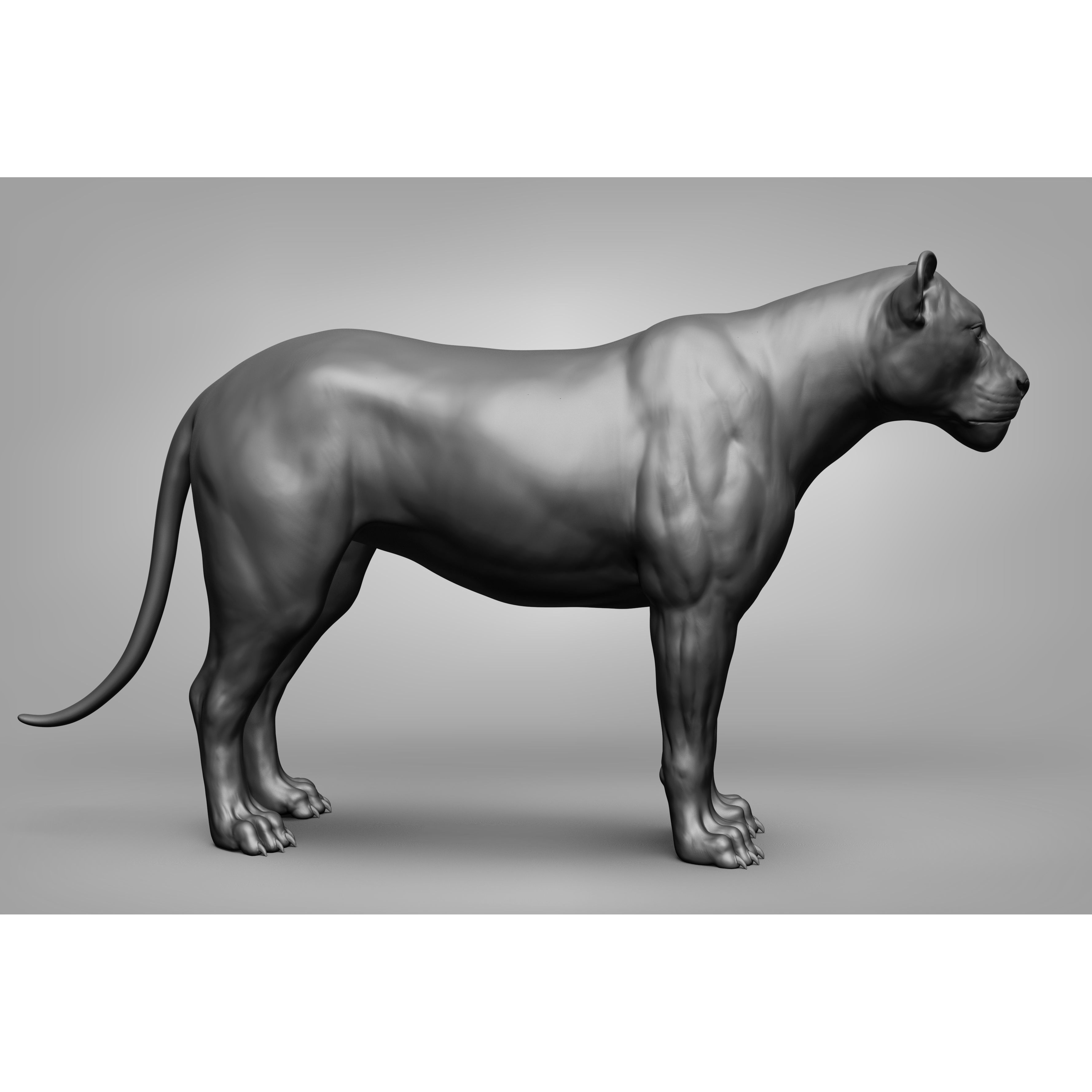 Wild Animal Collection - Realistic 3D Model - View 39