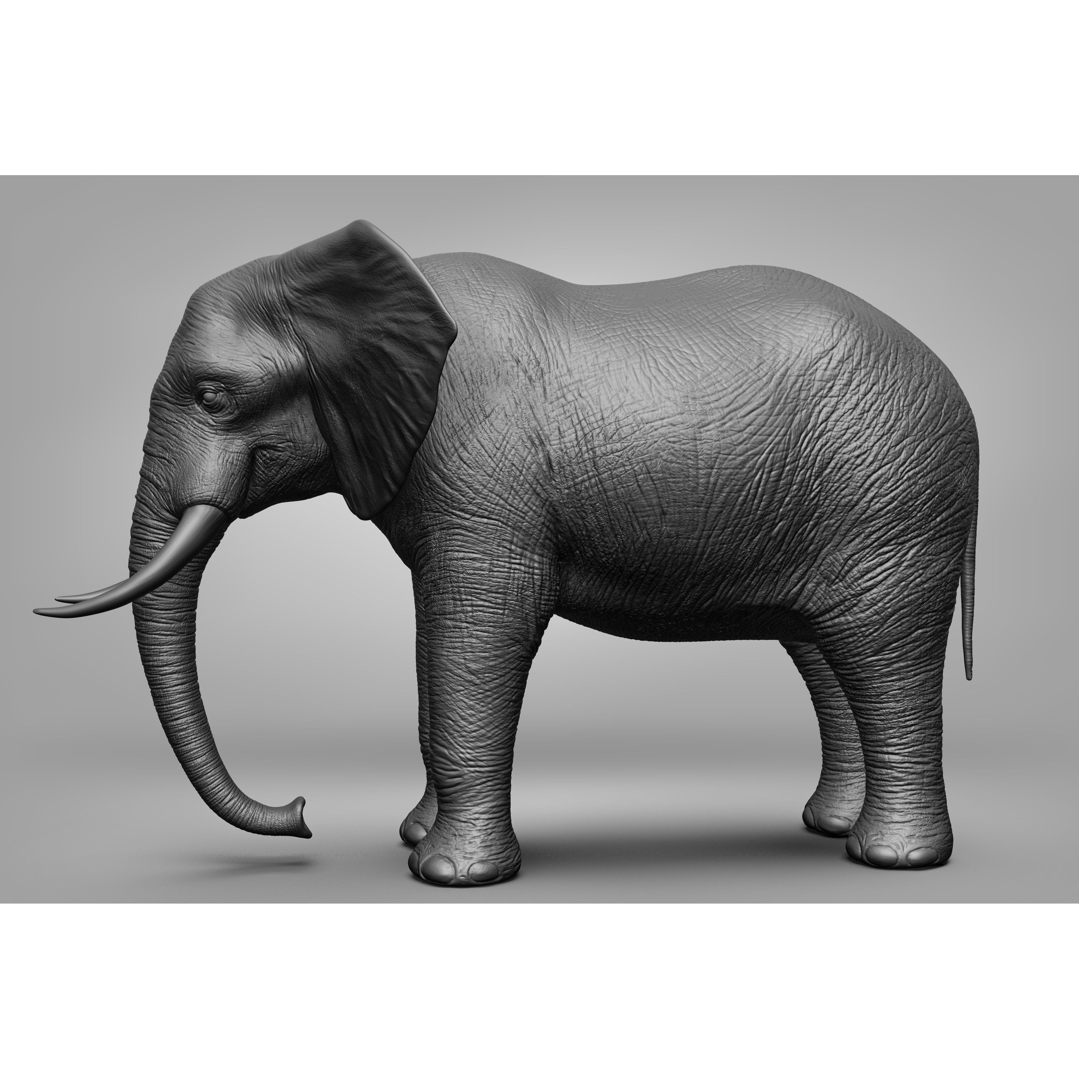 Wild Animal Collection - Realistic 3D Model - View 4