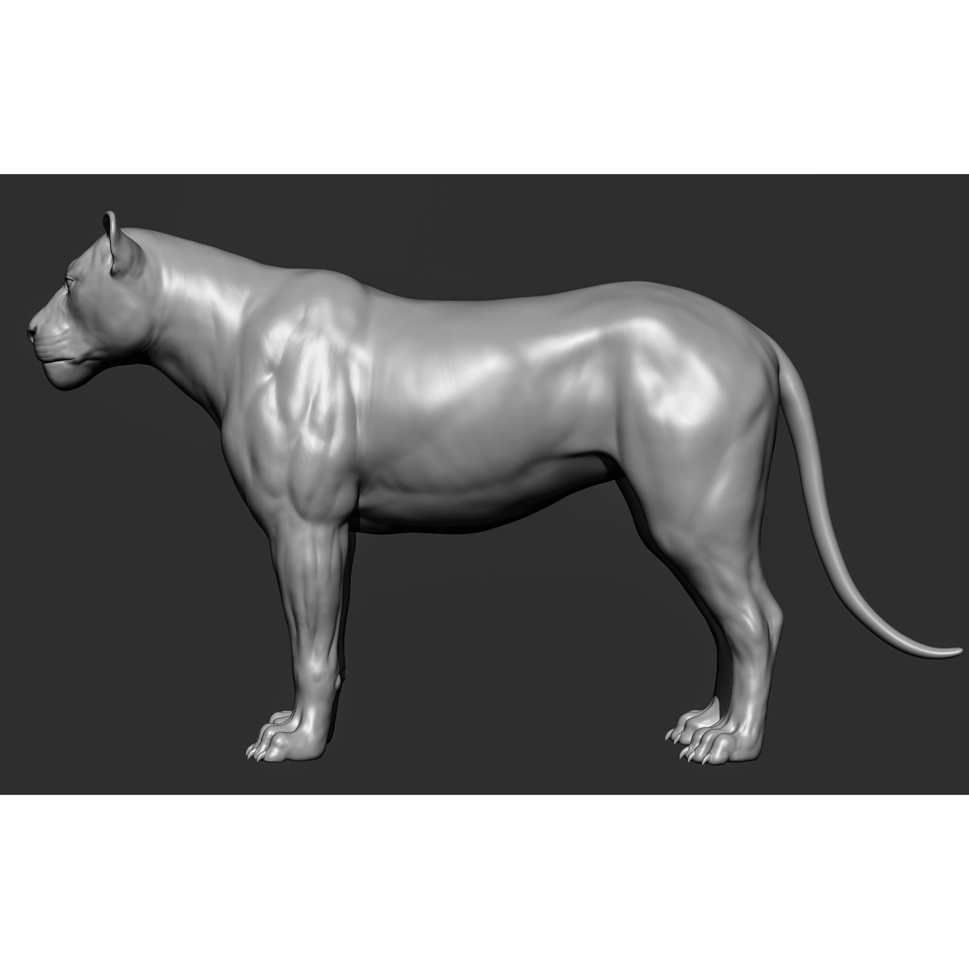 Wild Animal Collection - Realistic 3D Model - View 42