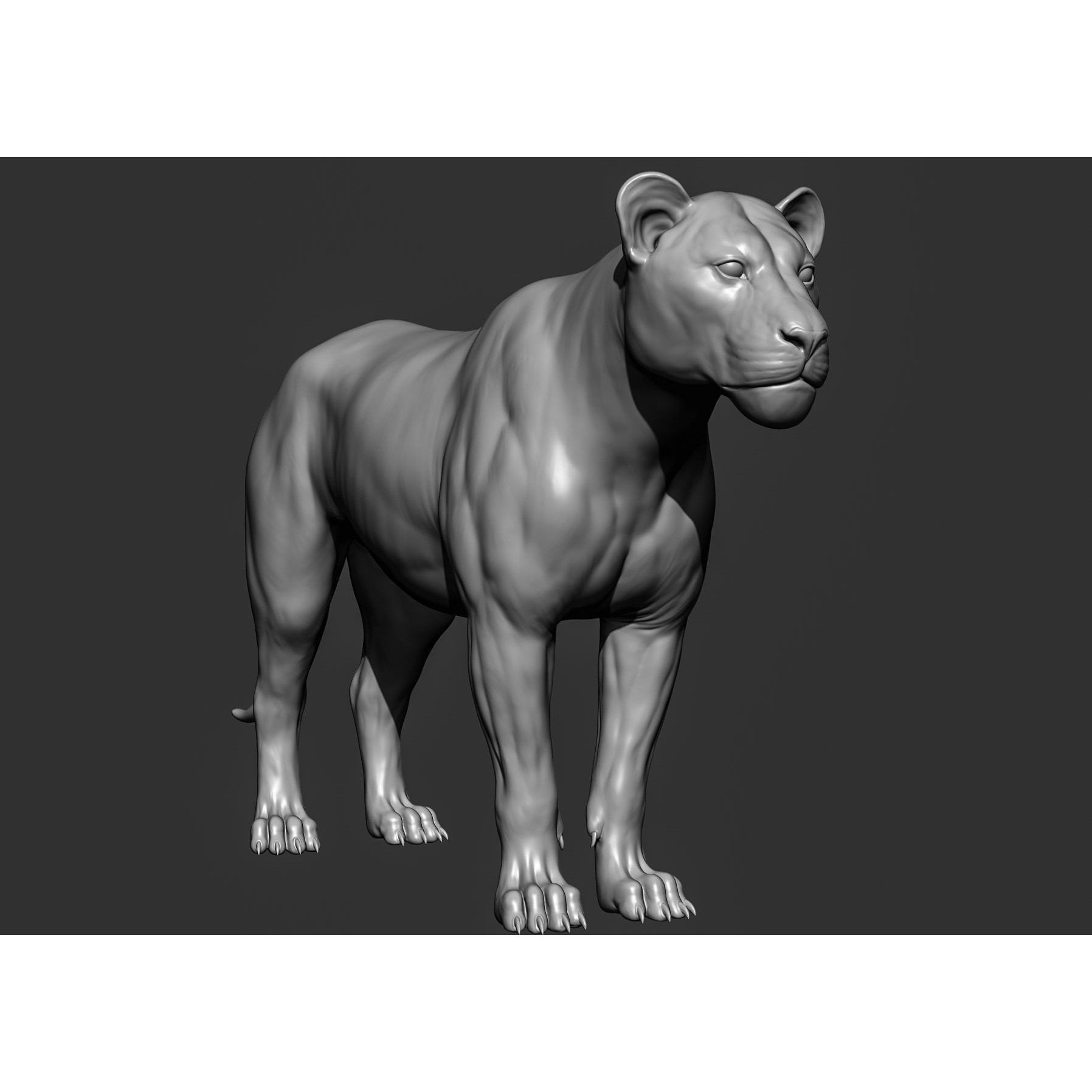Wild Animal Collection - Realistic 3D Model - View 43