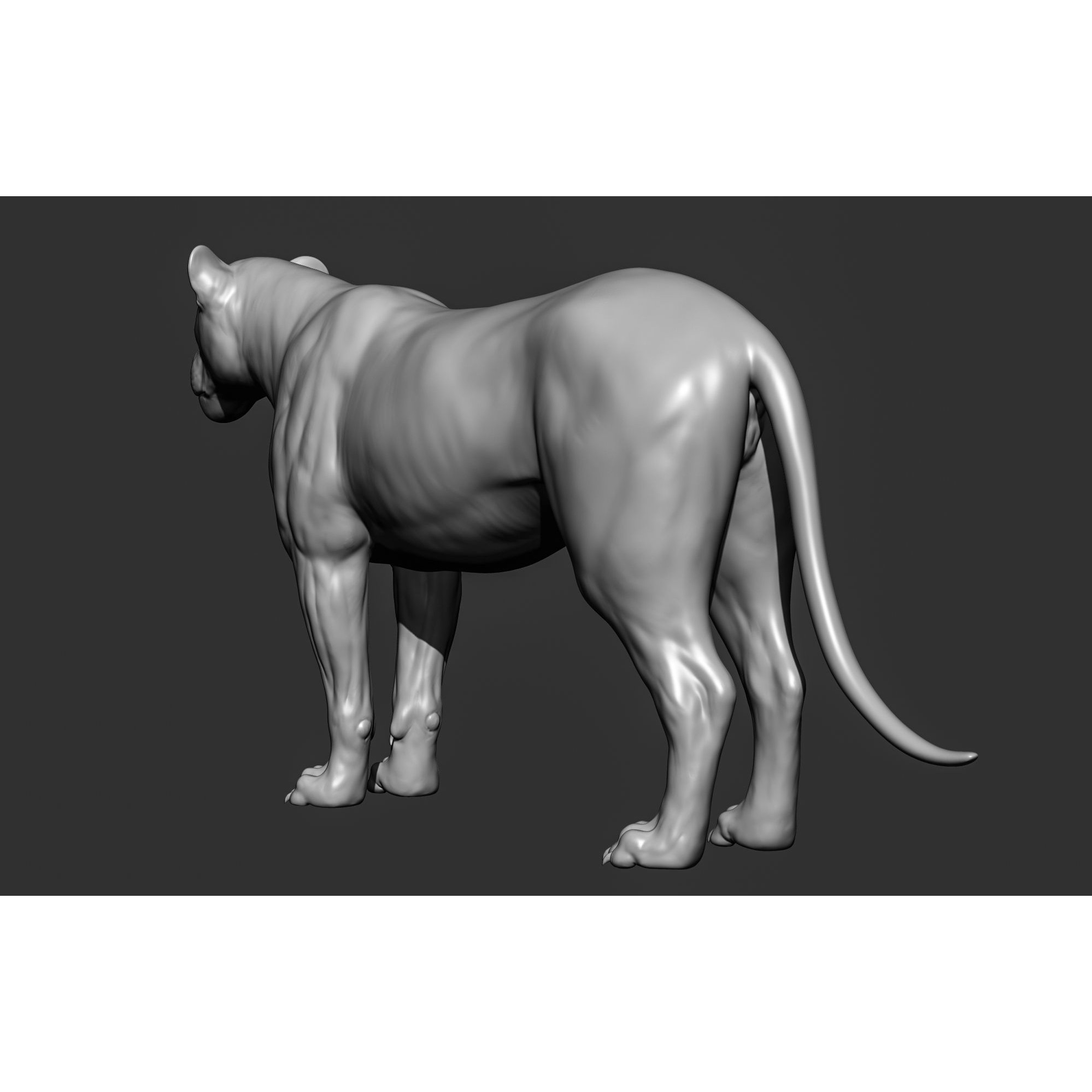 Wild Animal Collection - Realistic 3D Model - View 44