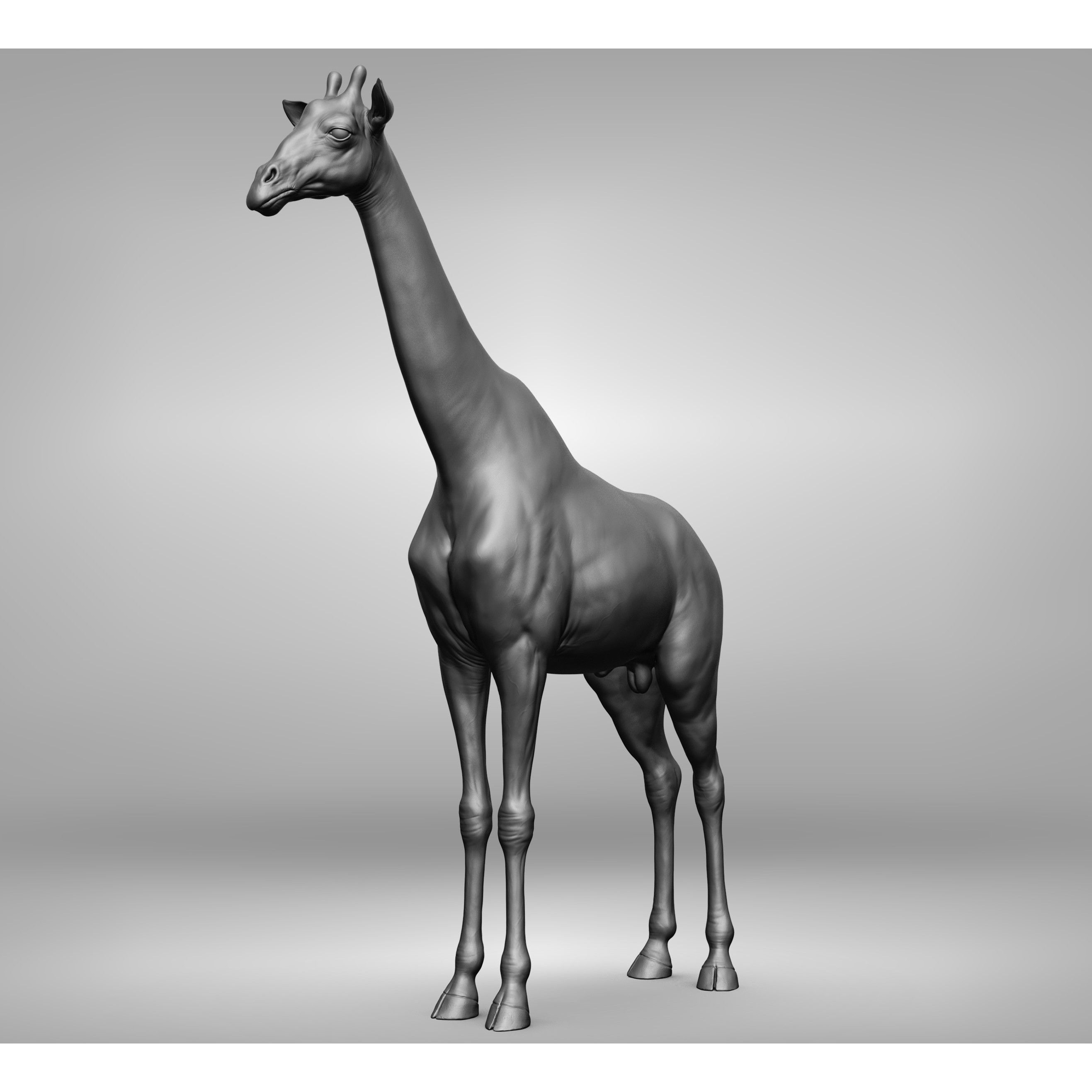 Wild Animal Collection - Realistic 3D Model - View 51