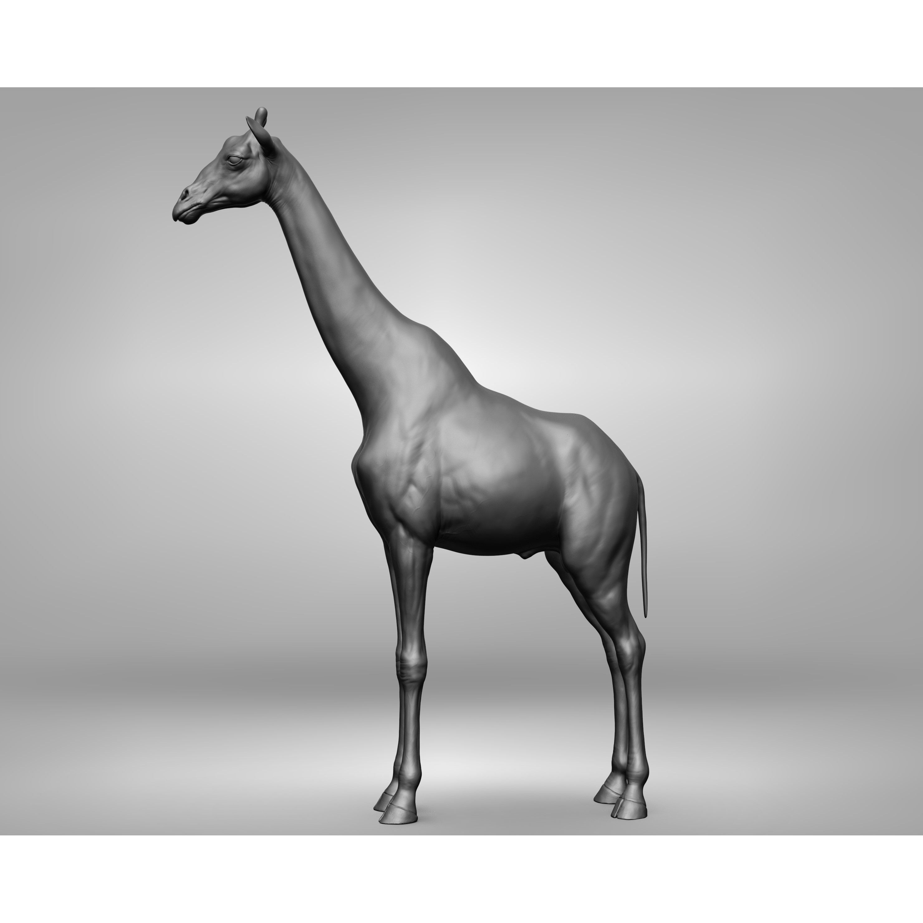Wild Animal Collection - Realistic 3D Model - View 52