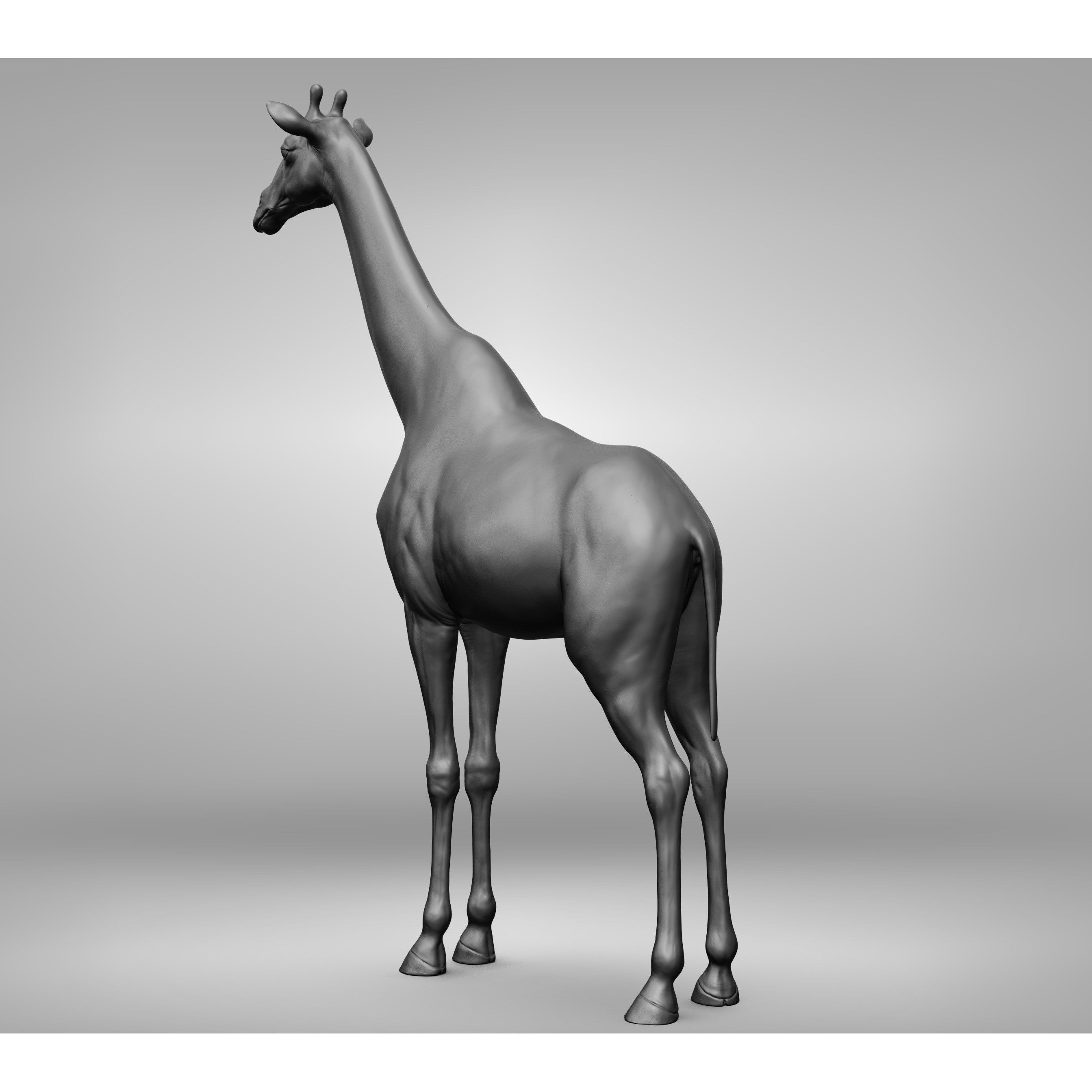 Wild Animal Collection - Realistic 3D Model - View 53