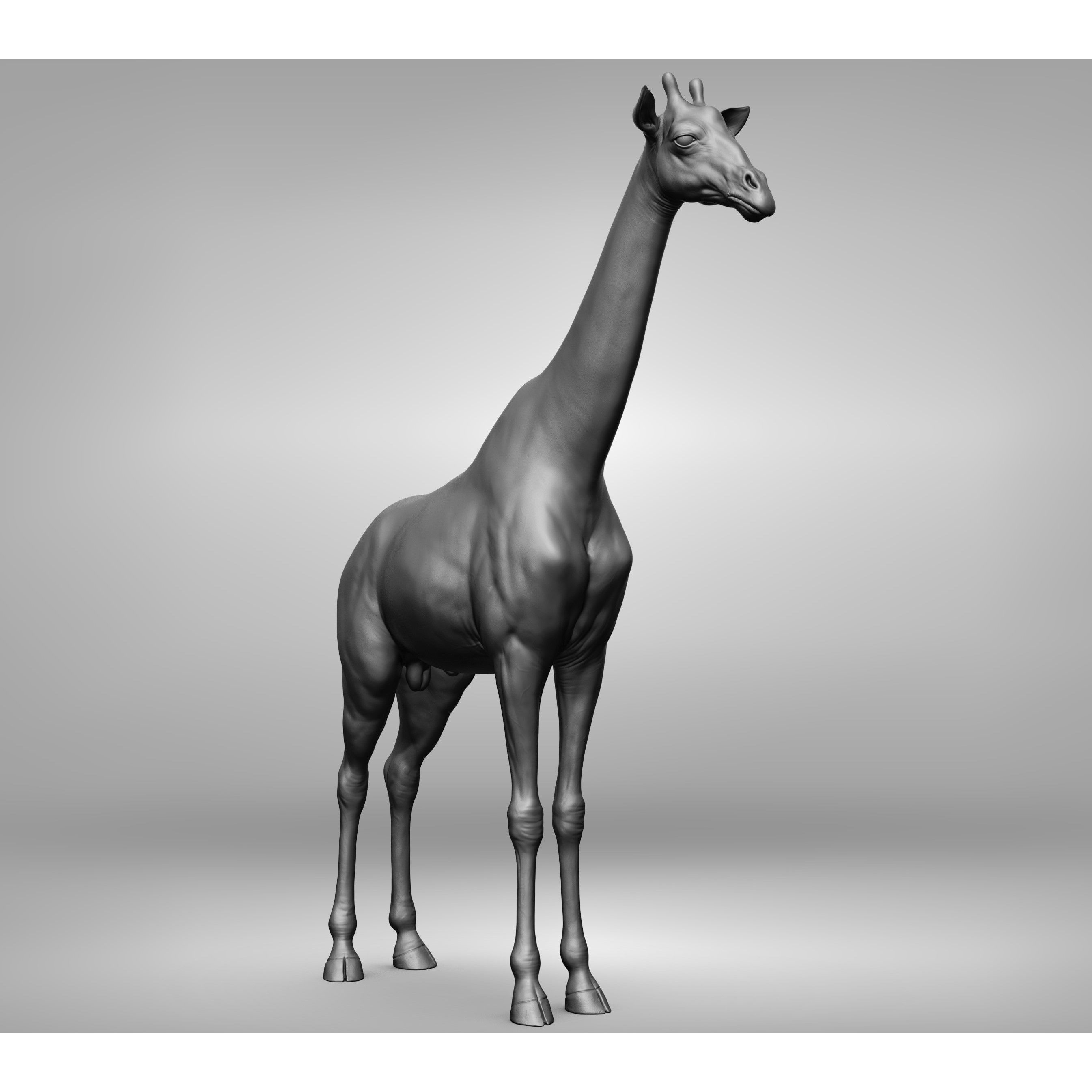 Wild Animal Collection - Realistic 3D Model - View 55