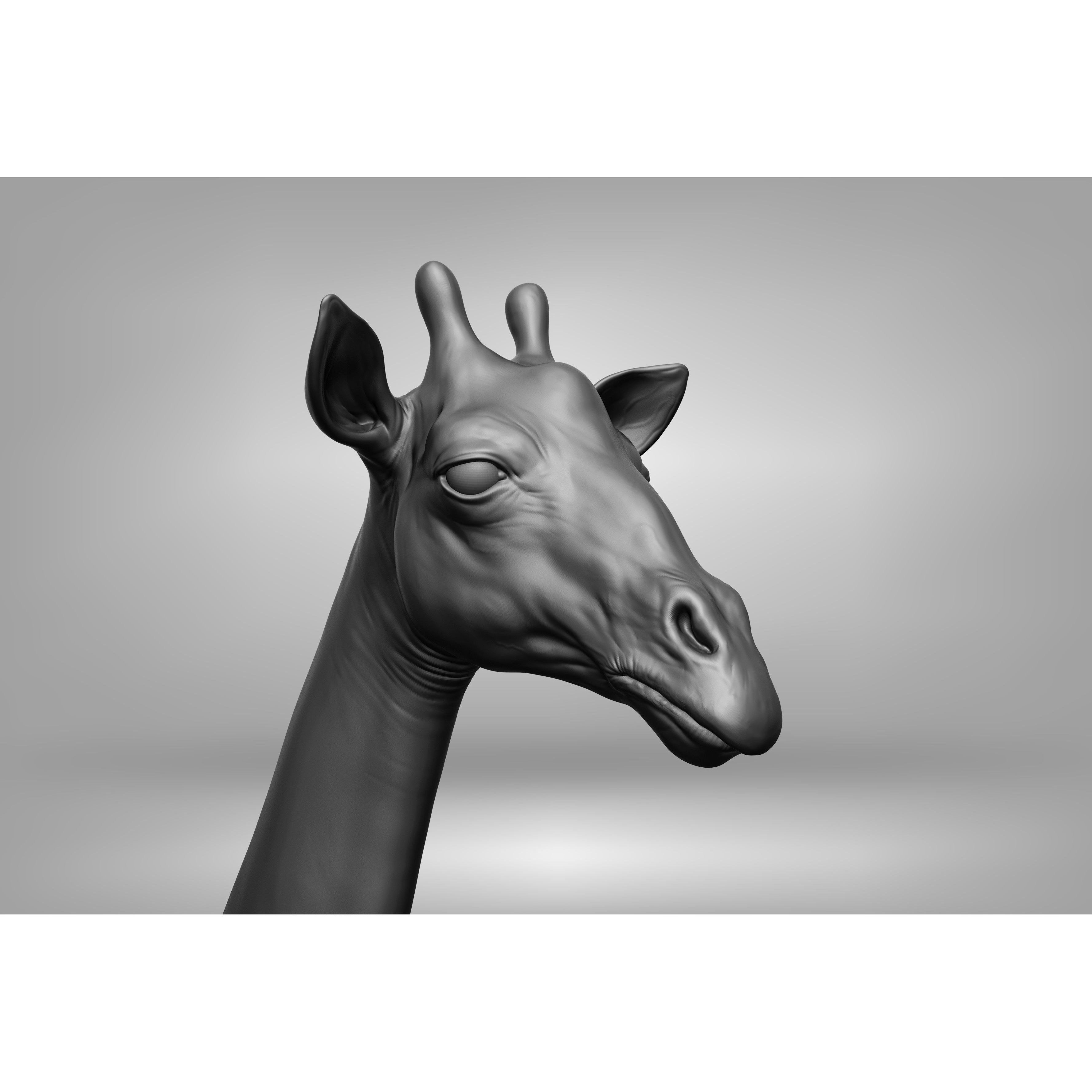 Wild Animal Collection - Realistic 3D Model - View 57