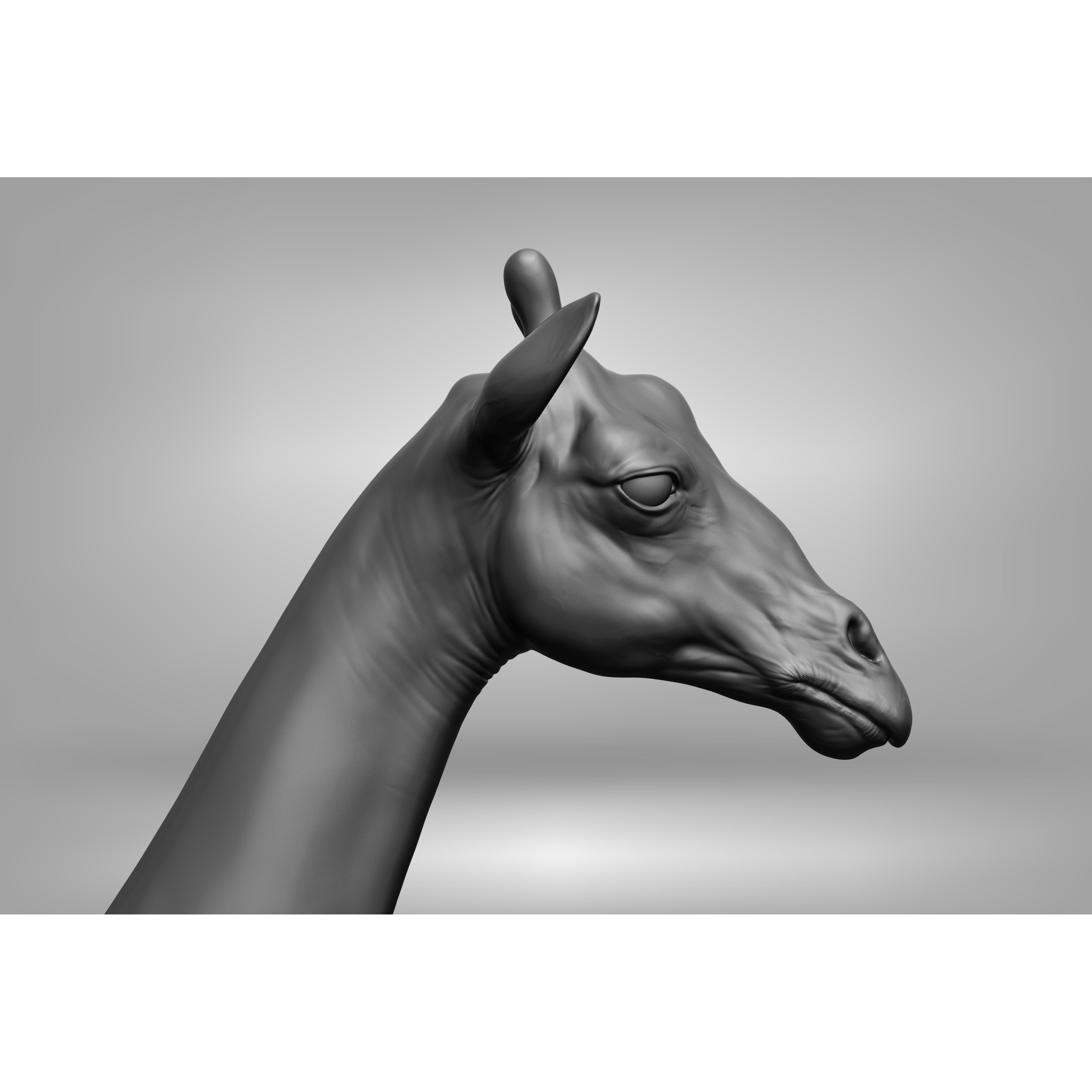 Wild Animal Collection - Realistic 3D Model - View 59