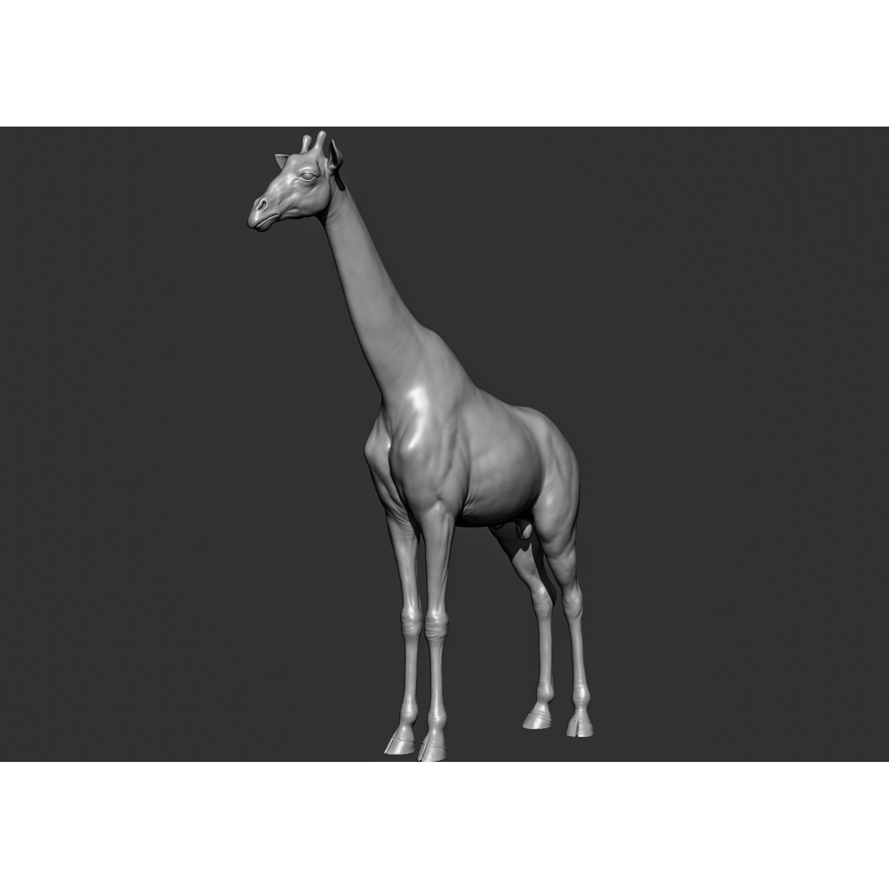 Wild Animal Collection - Realistic 3D Model - View 60