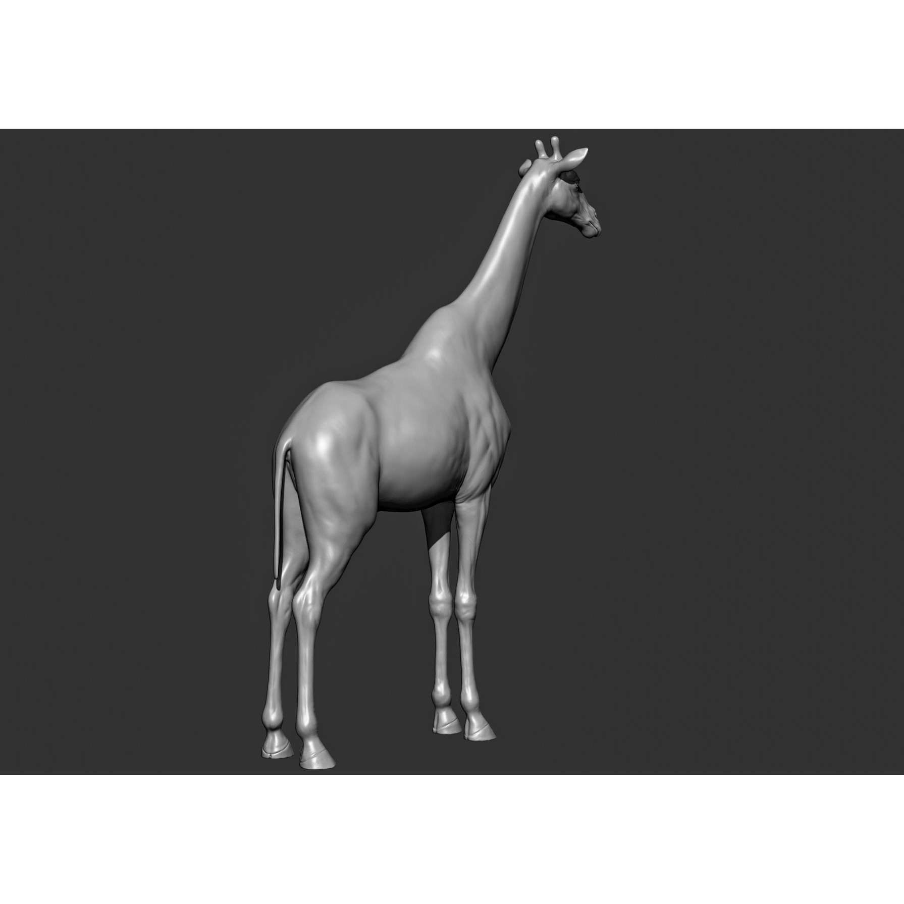 Wild Animal Collection - Realistic 3D Model - View 63