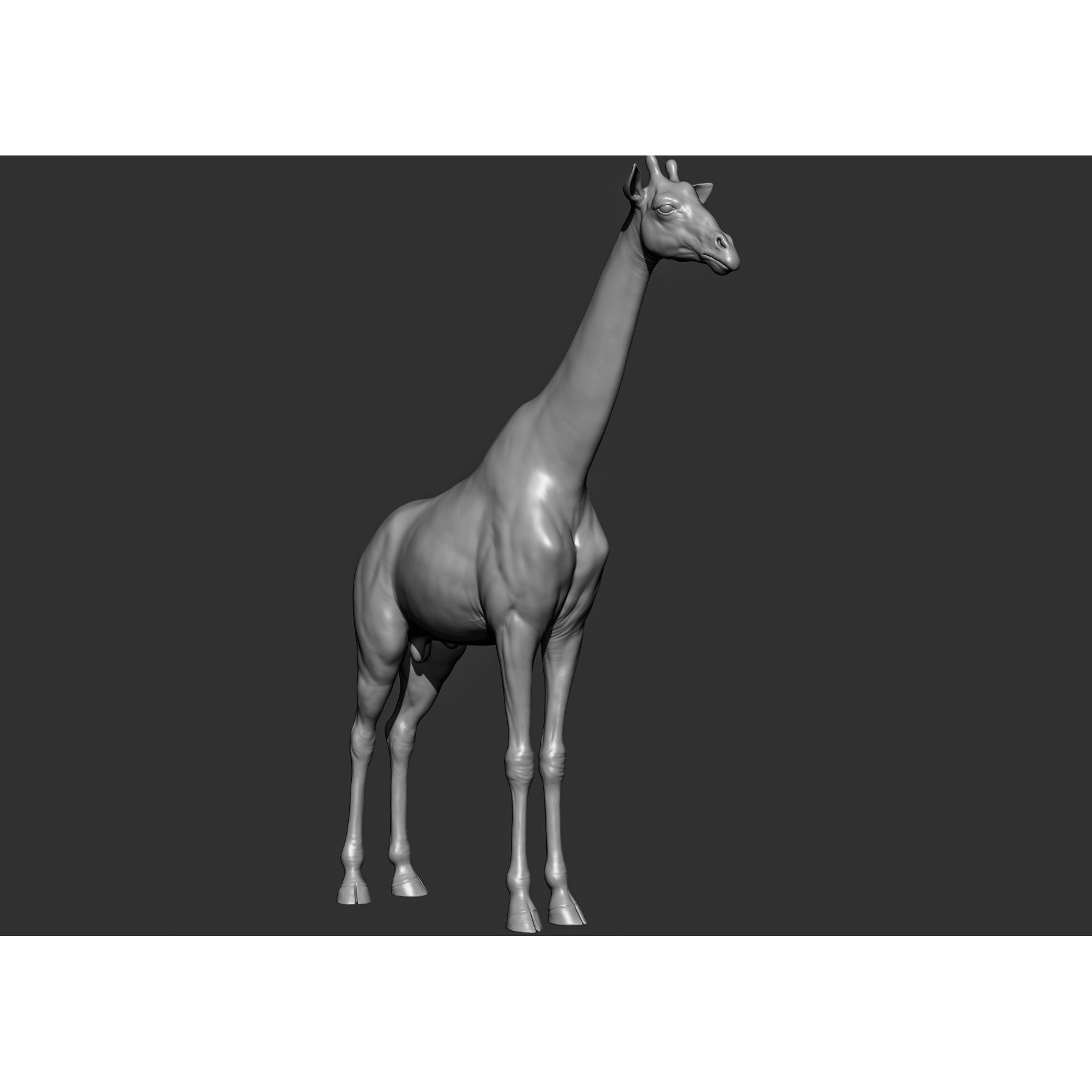 Wild Animal Collection - Realistic 3D Model - View 64