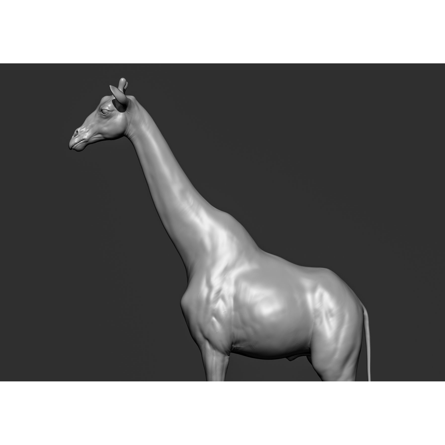 Wild Animal Collection - Realistic 3D Model - View 65