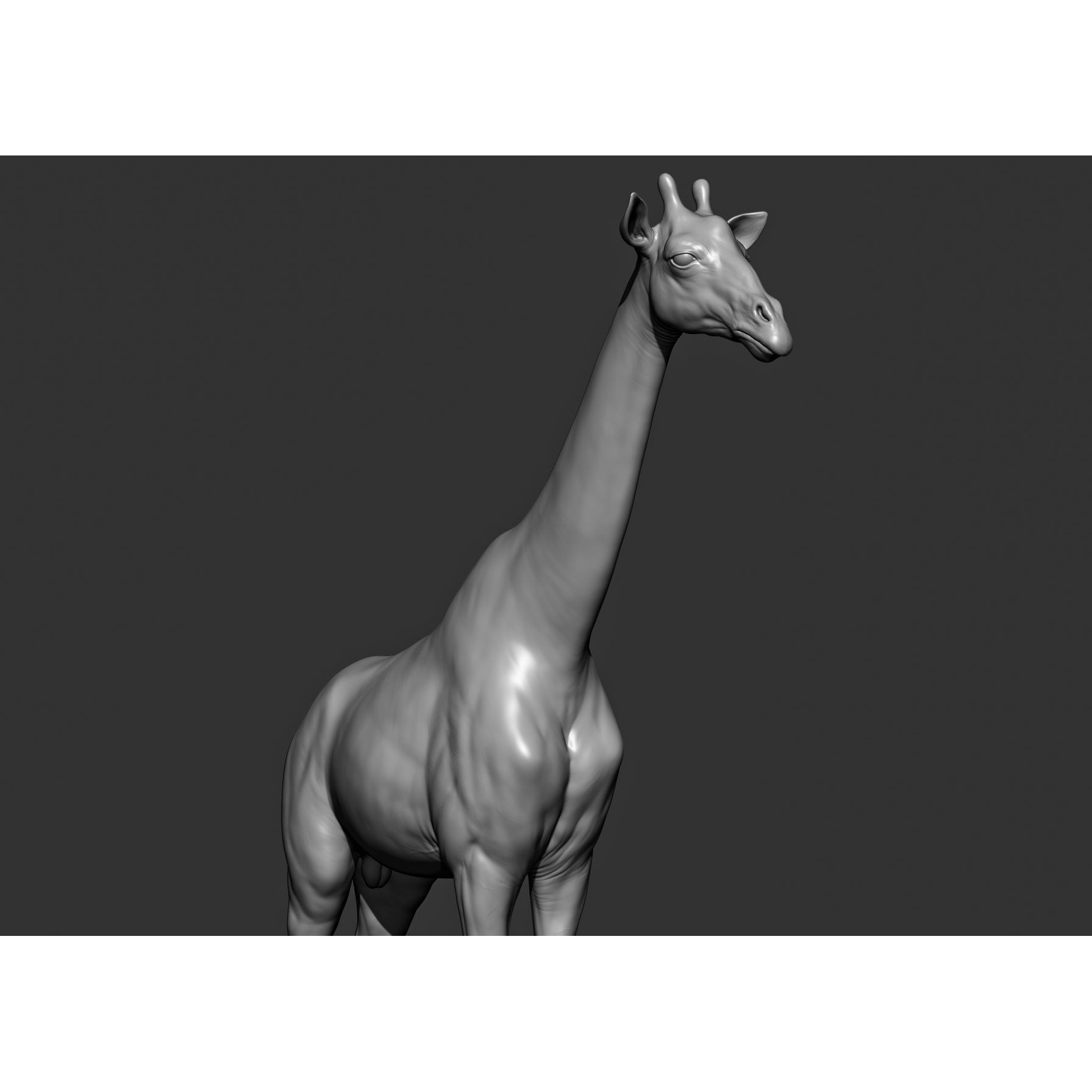 Wild Animal Collection - Realistic 3D Model - View 66