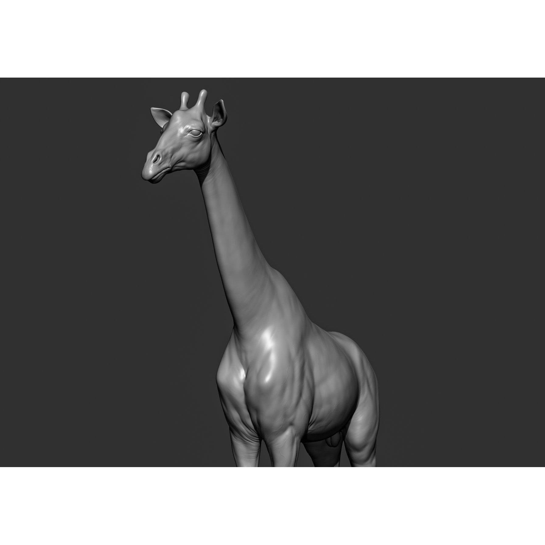 Wild Animal Collection - Realistic 3D Model - View 67