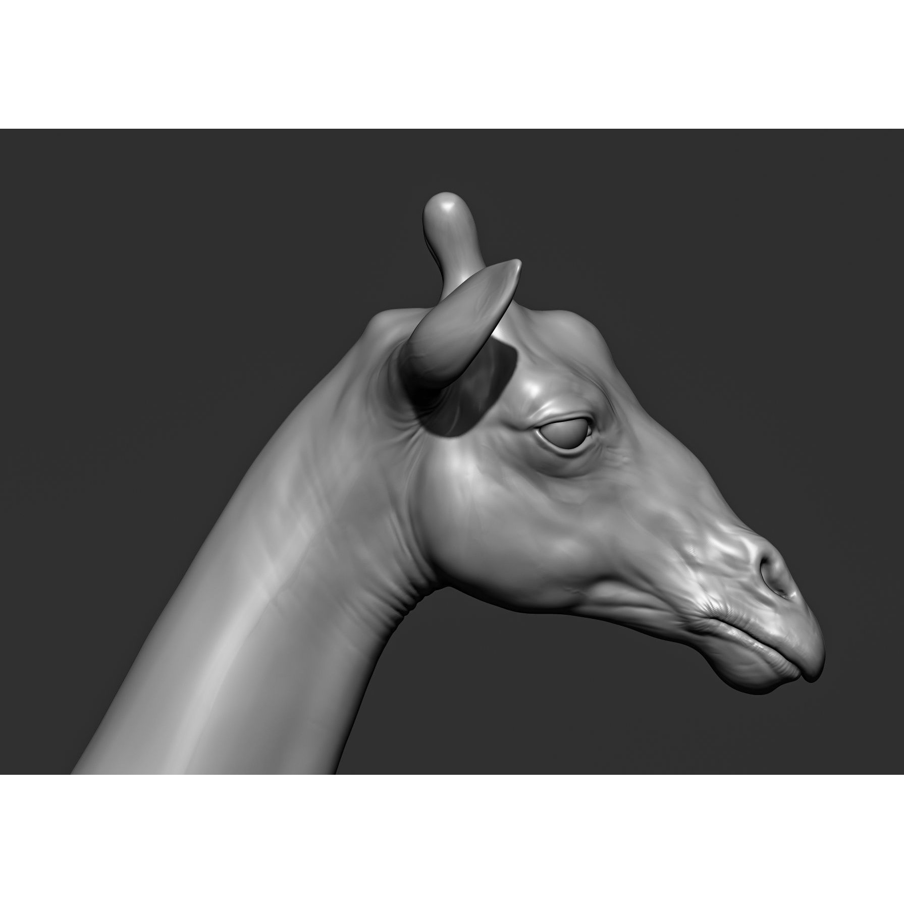 Wild Animal Collection - Realistic 3D Model - View 68