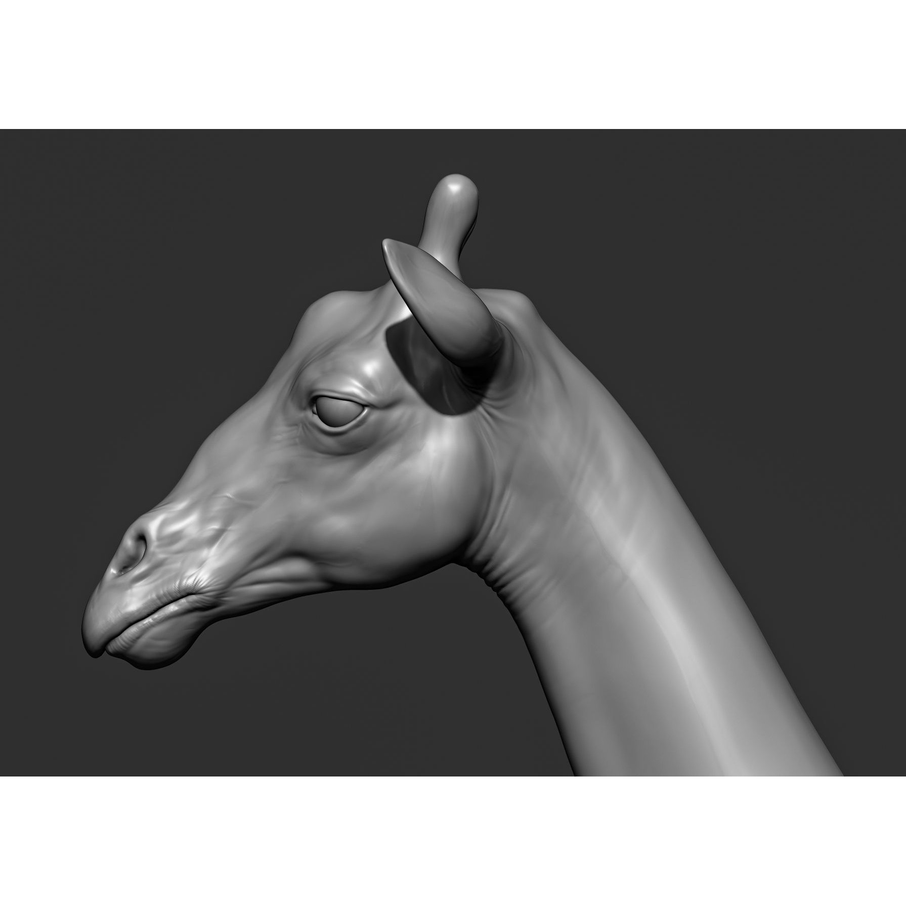 Wild Animal Collection - Realistic 3D Model - View 69