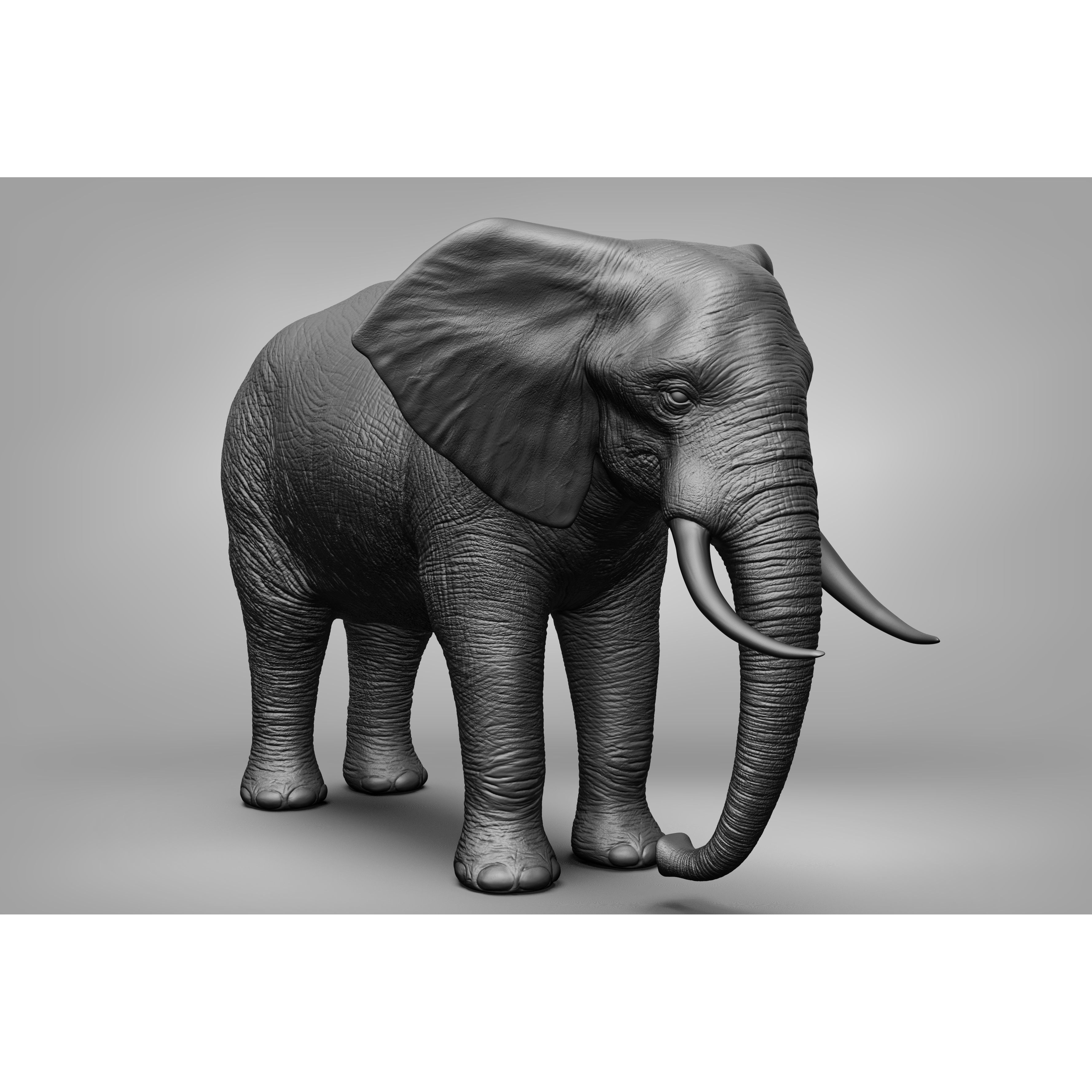 Wild Animal Collection - Realistic 3D Model - View 7
