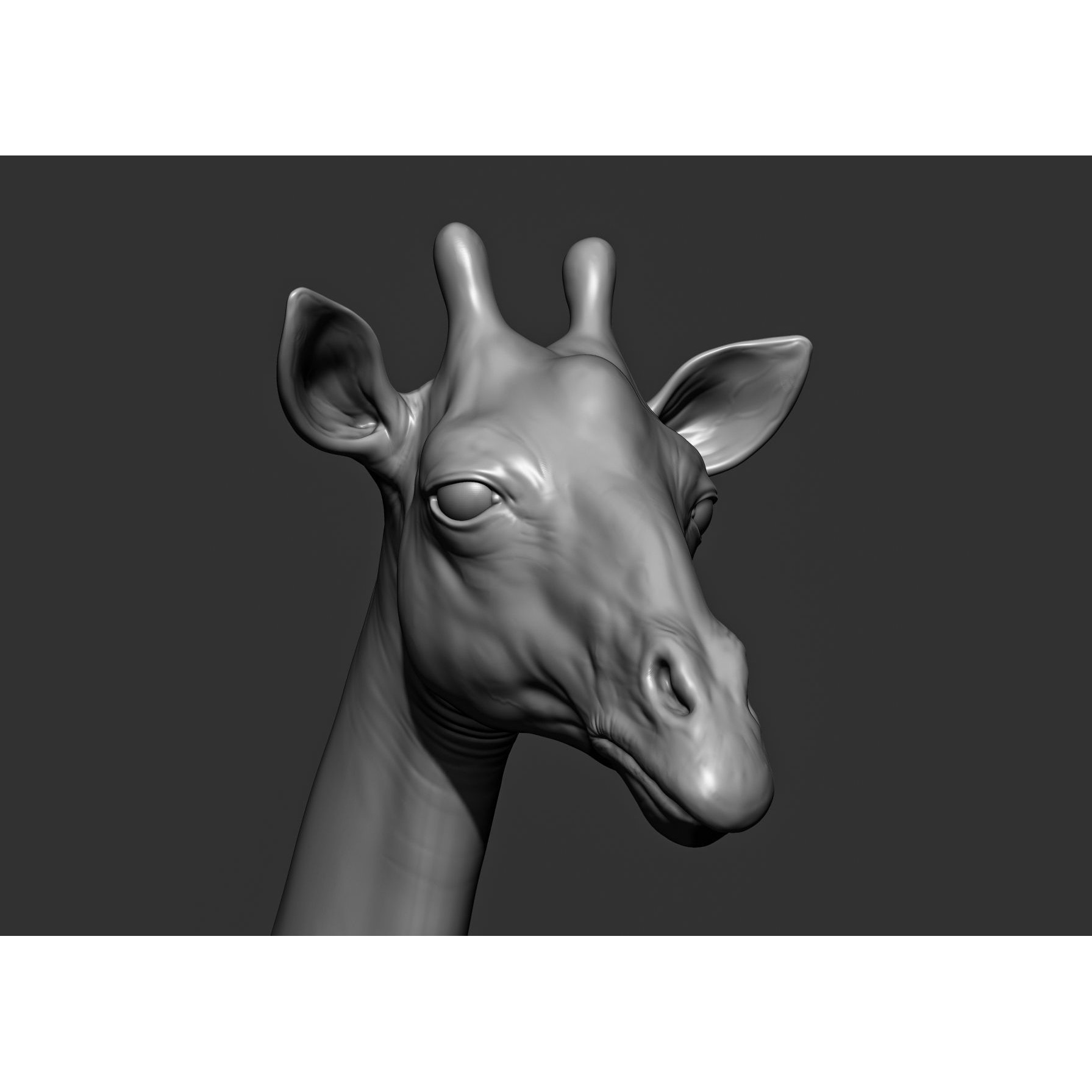 Wild Animal Collection - Realistic 3D Model - View 70