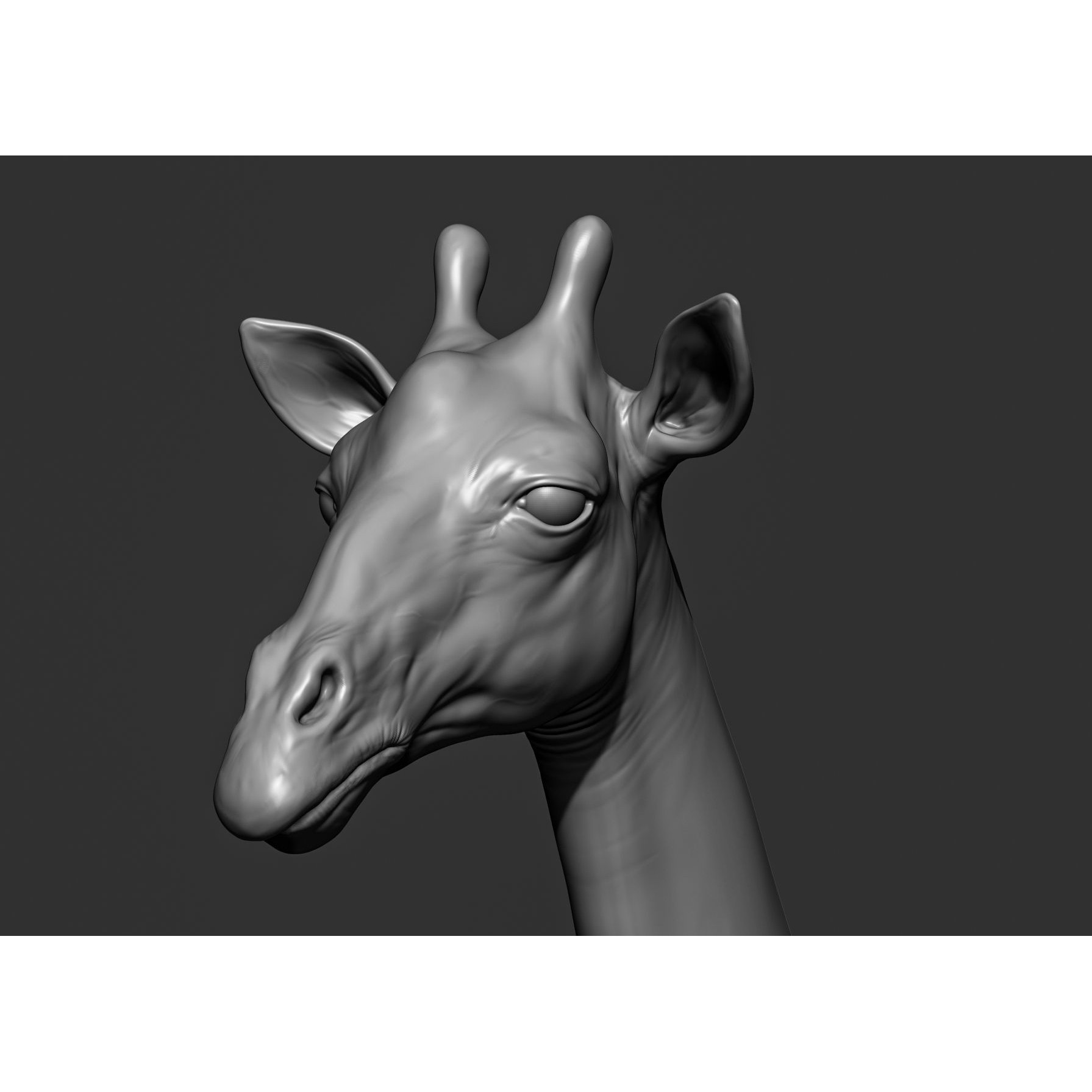 Wild Animal Collection - Realistic 3D Model - View 71