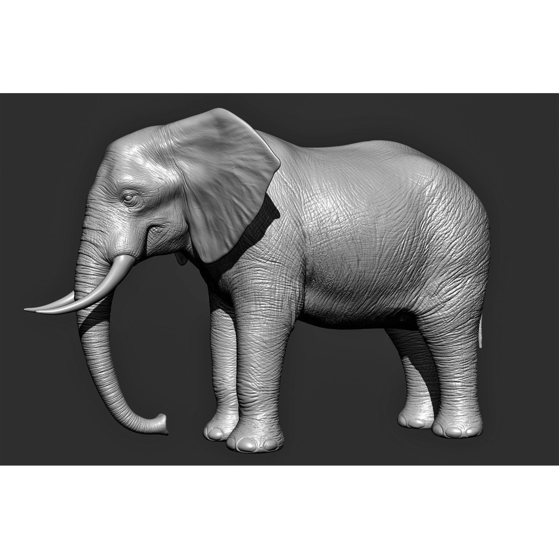 Wild Animal Collection - Realistic 3D Model - View 9