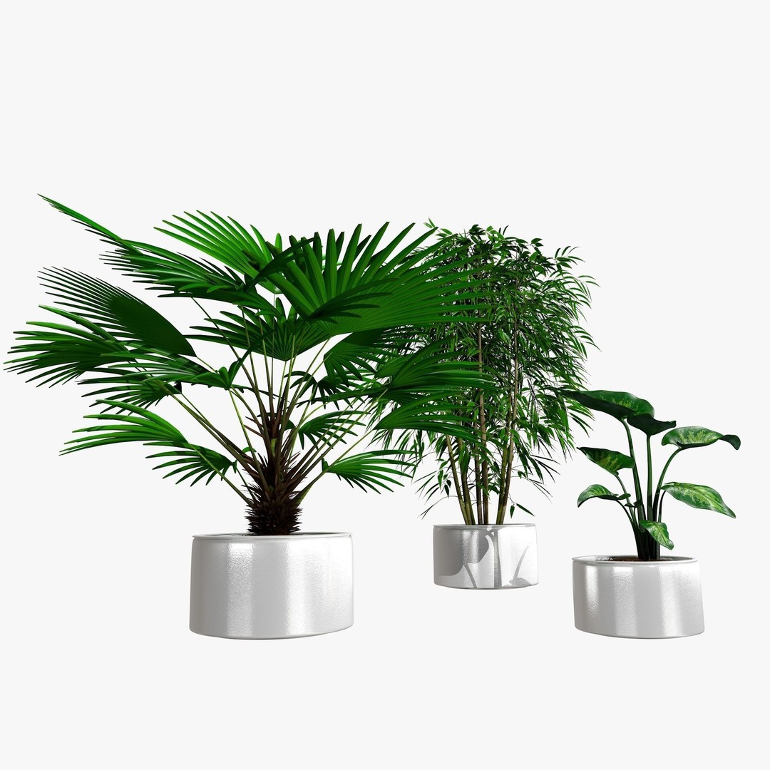 Tropical Plants 3D Model – Low Poly Chinese Palm, Snow Bamboo & Dieffenbachia