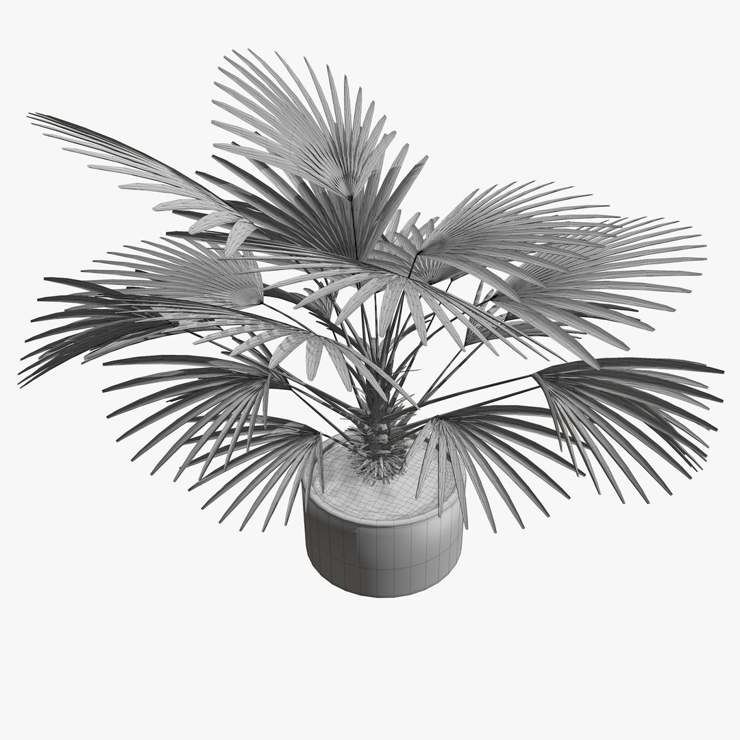 Tropical Plants 3D Model – Low Poly Chinese Palm, Snow Bamboo & Dieffenbachia - View 10