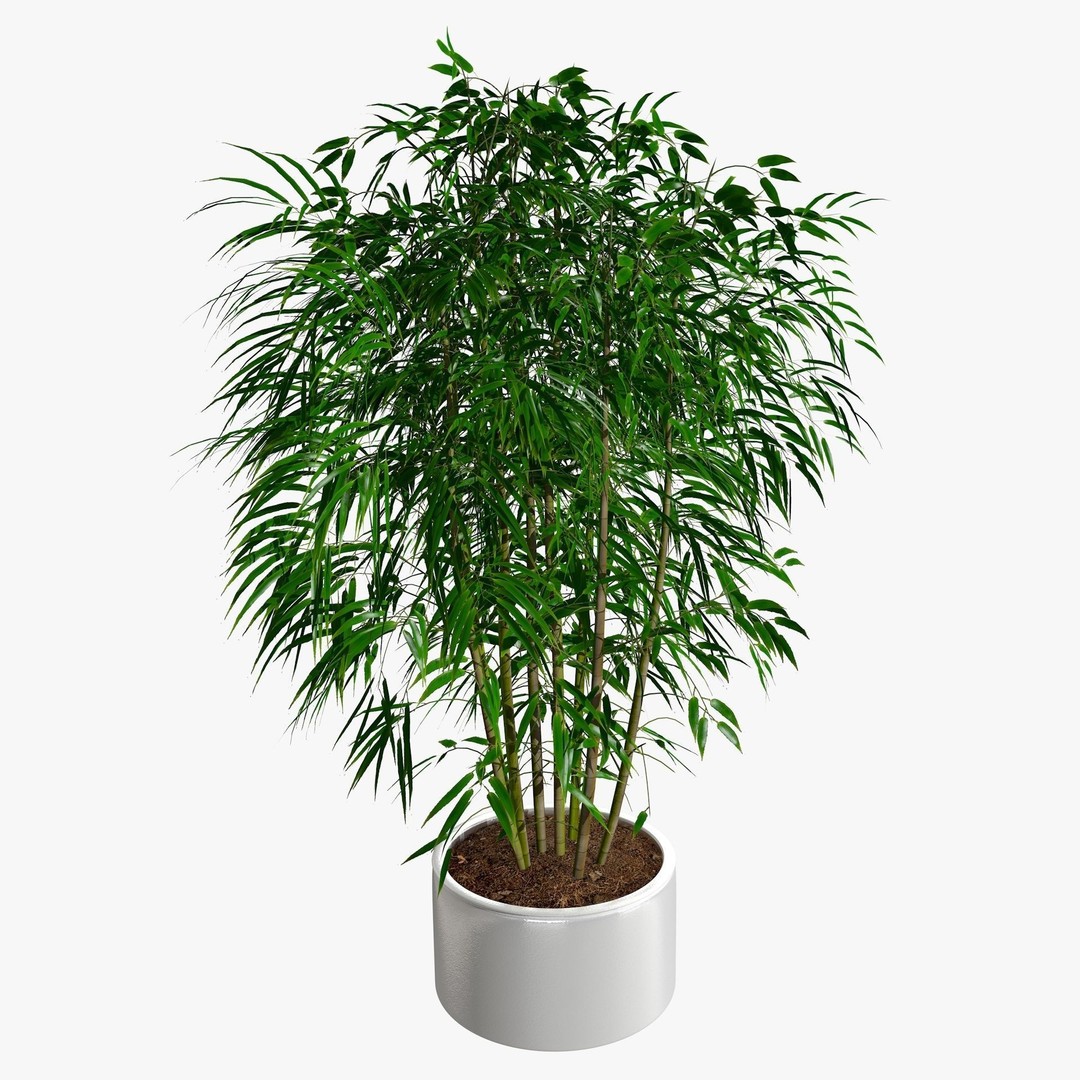 Tropical Plants 3D Model – Low Poly Chinese Palm, Snow Bamboo & Dieffenbachia - View 12