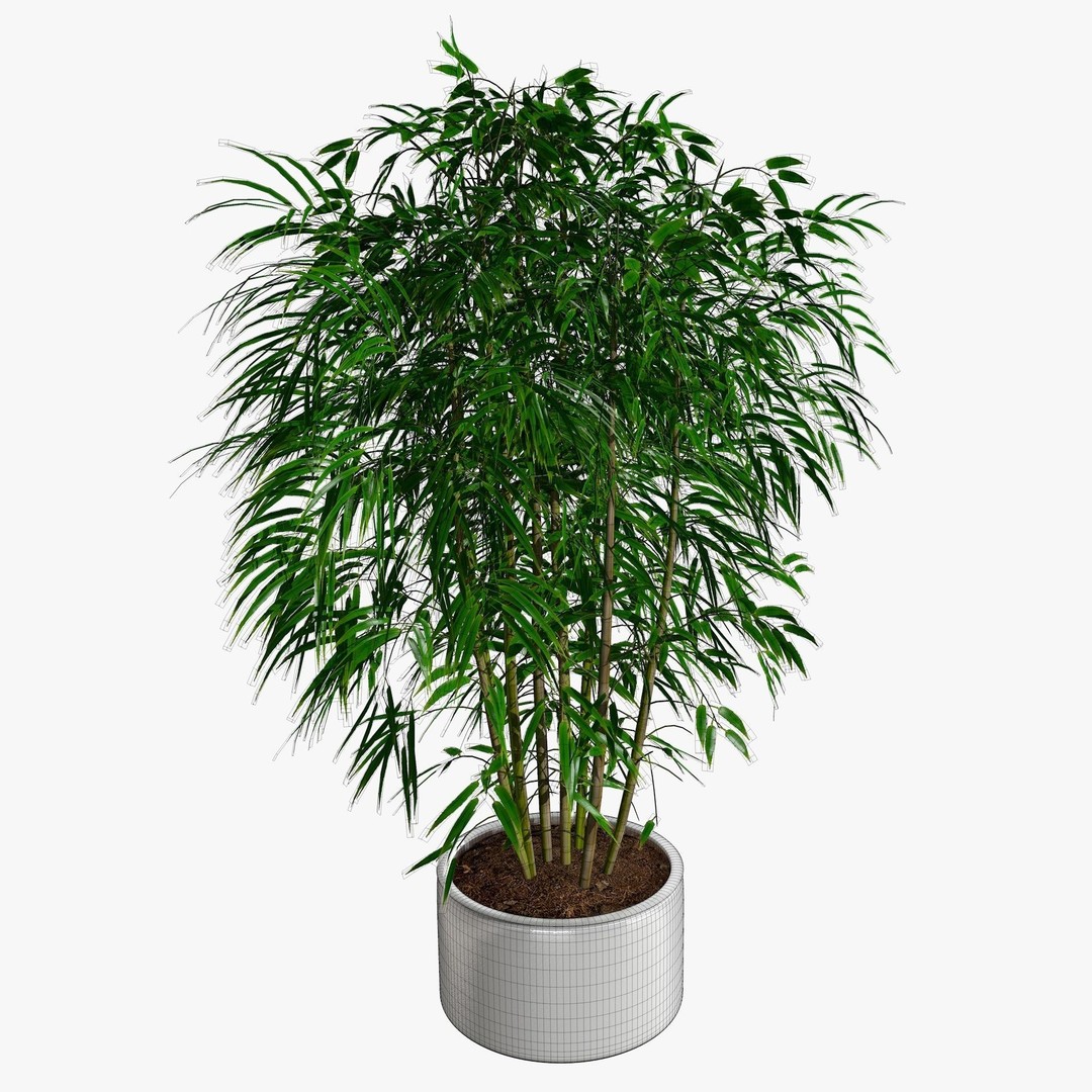 Tropical Plants 3D Model – Low Poly Chinese Palm, Snow Bamboo & Dieffenbachia - View 13
