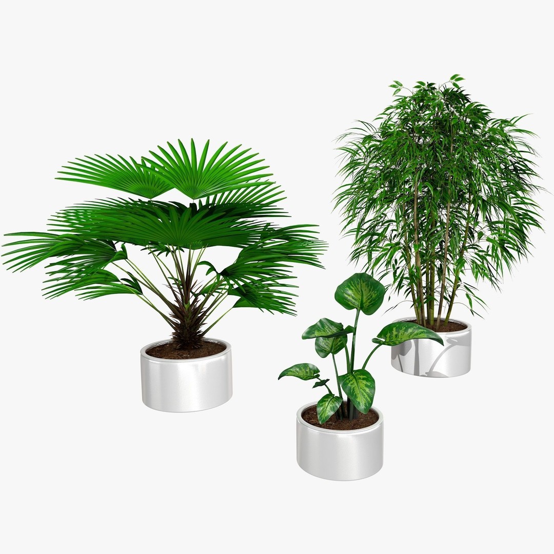 Tropical Plants 3D Model – Low Poly Chinese Palm, Snow Bamboo & Dieffenbachia - View 16