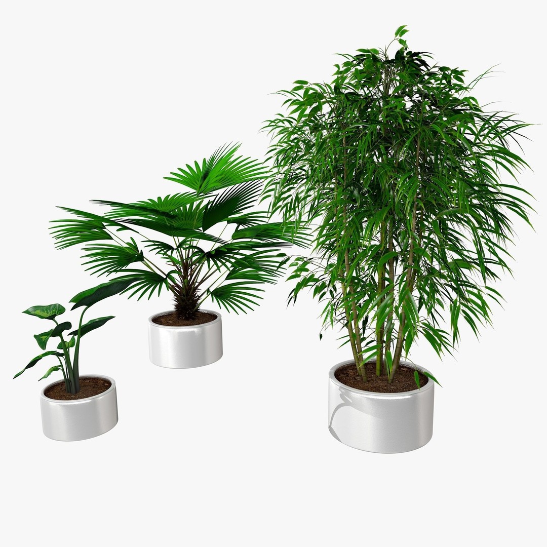 Tropical Plants 3D Model – Low Poly Chinese Palm, Snow Bamboo & Dieffenbachia - View 17