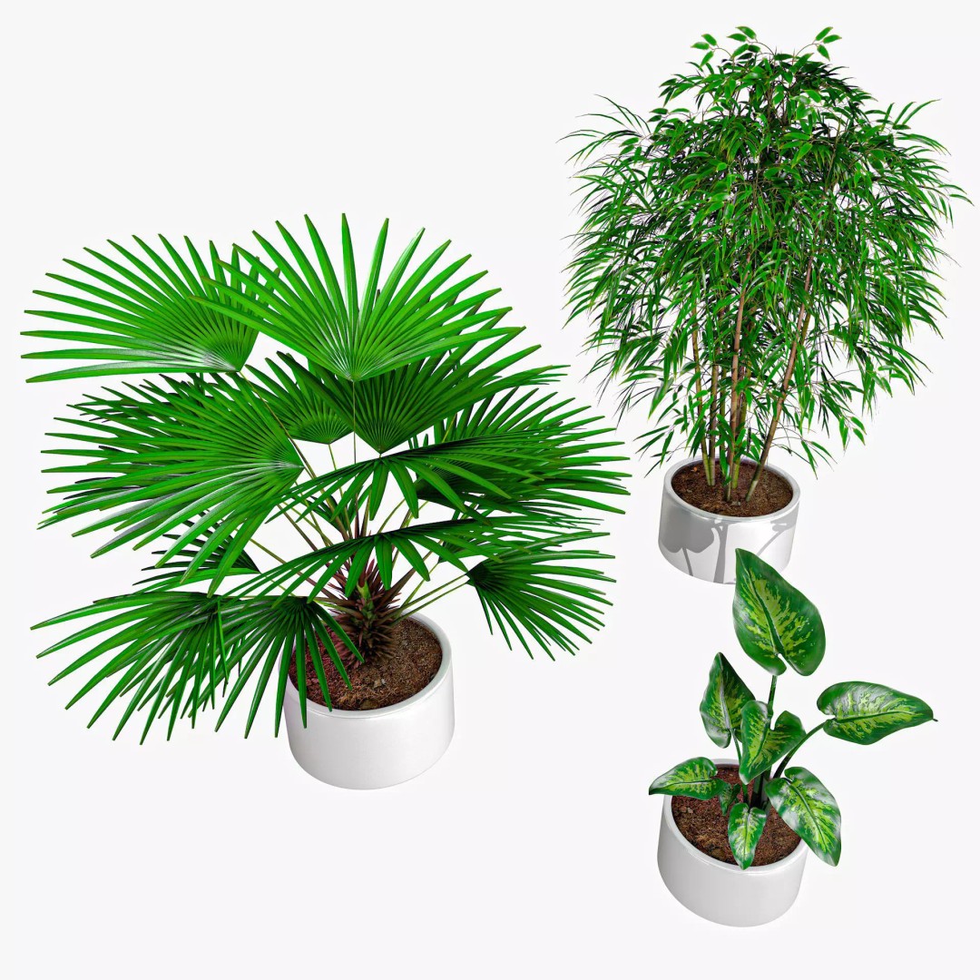 Tropical Plants 3D Model – Low Poly Chinese Palm, Snow Bamboo & Dieffenbachia - View 2