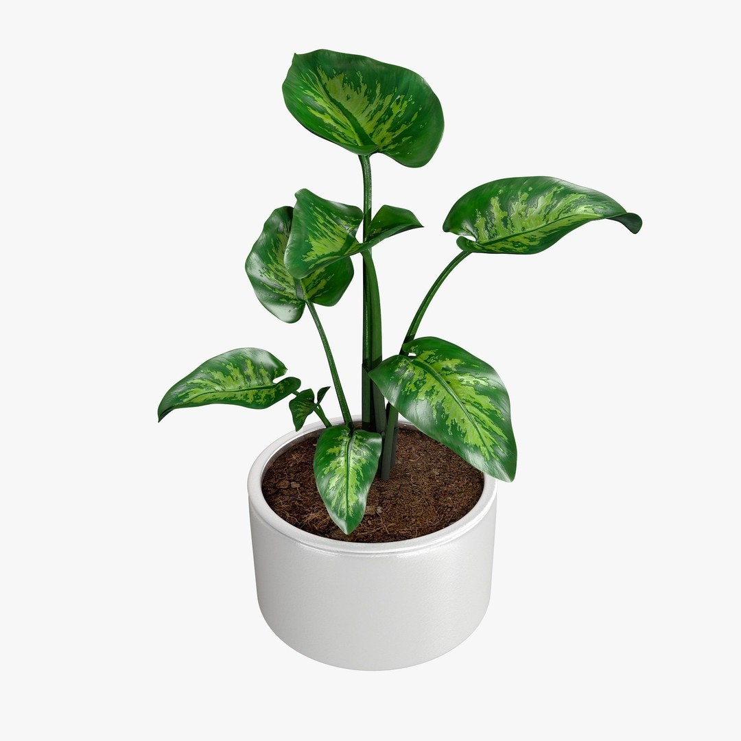 Tropical Plants 3D Model – Low Poly Chinese Palm, Snow Bamboo & Dieffenbachia - View 3