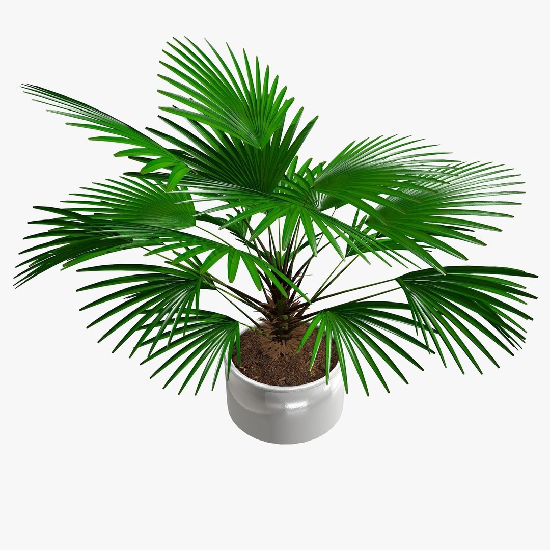 Tropical Plants 3D Model – Low Poly Chinese Palm, Snow Bamboo & Dieffenbachia - View 7