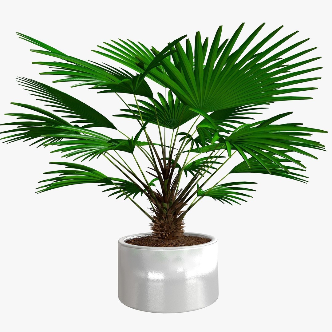 Tropical Plants 3D Model – Low Poly Chinese Palm, Snow Bamboo & Dieffenbachia - View 8