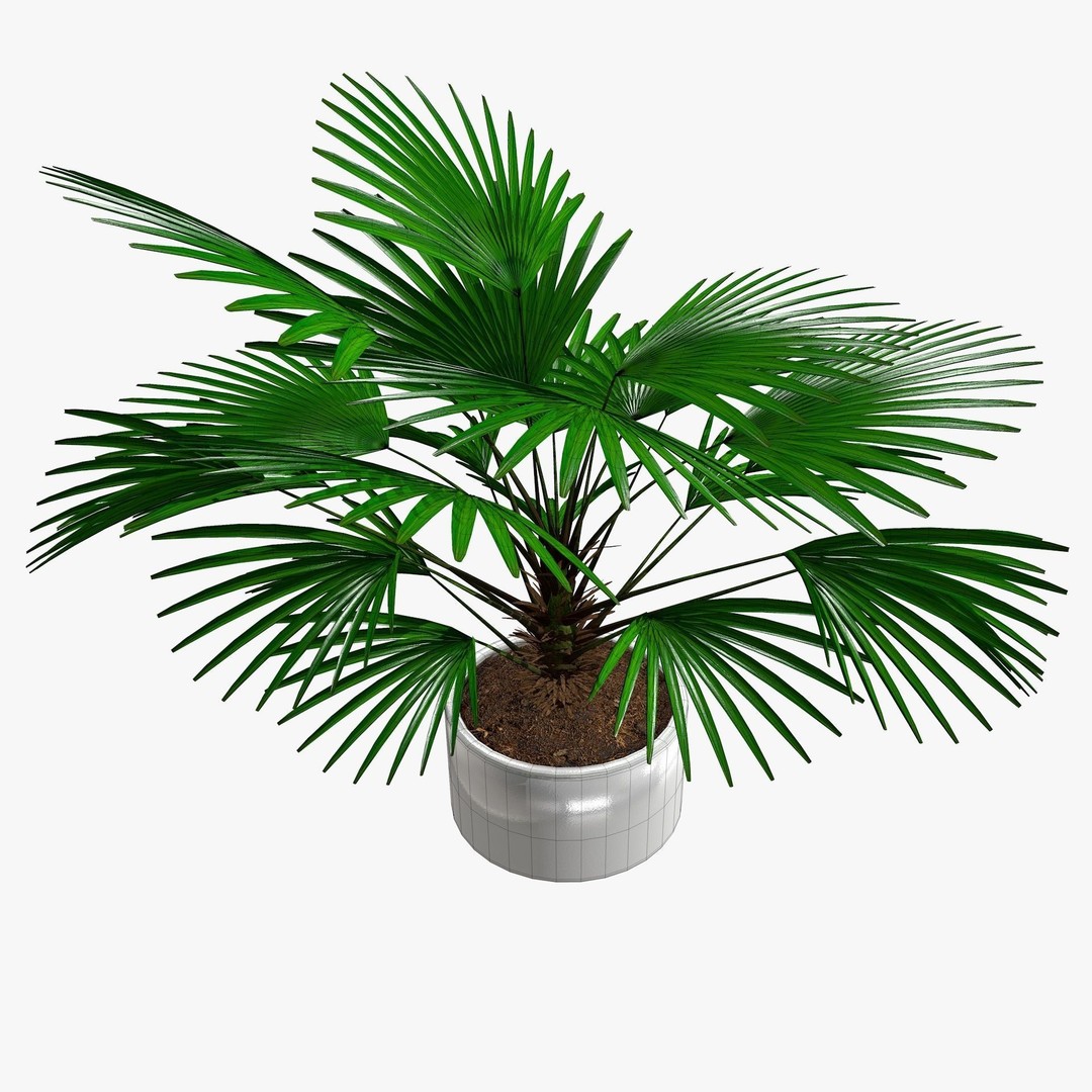 Tropical Plants 3D Model – Low Poly Chinese Palm, Snow Bamboo & Dieffenbachia - View 9