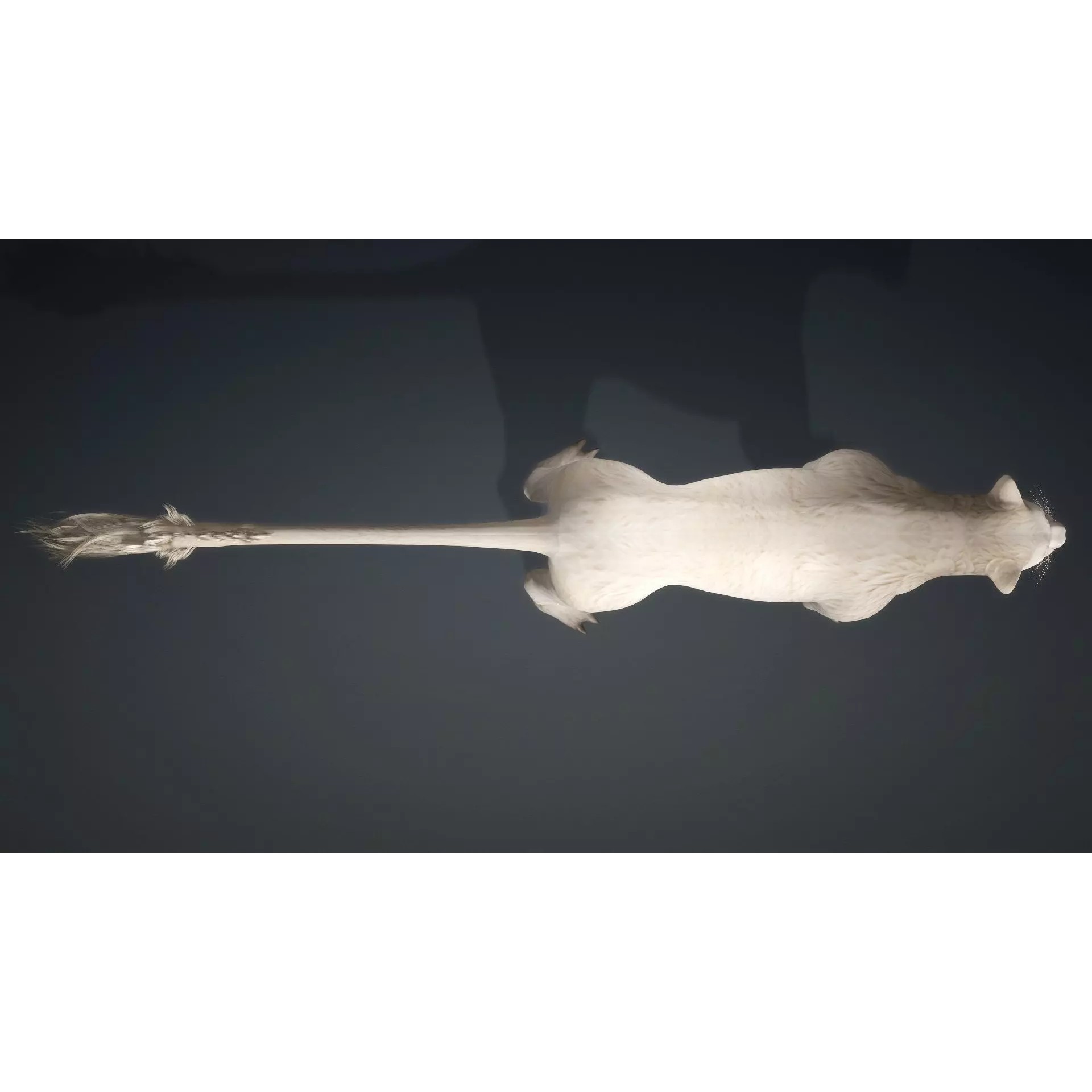 Sunfall Monarch Lion - Rigged Animated Game-Ready 3D Model - View 14