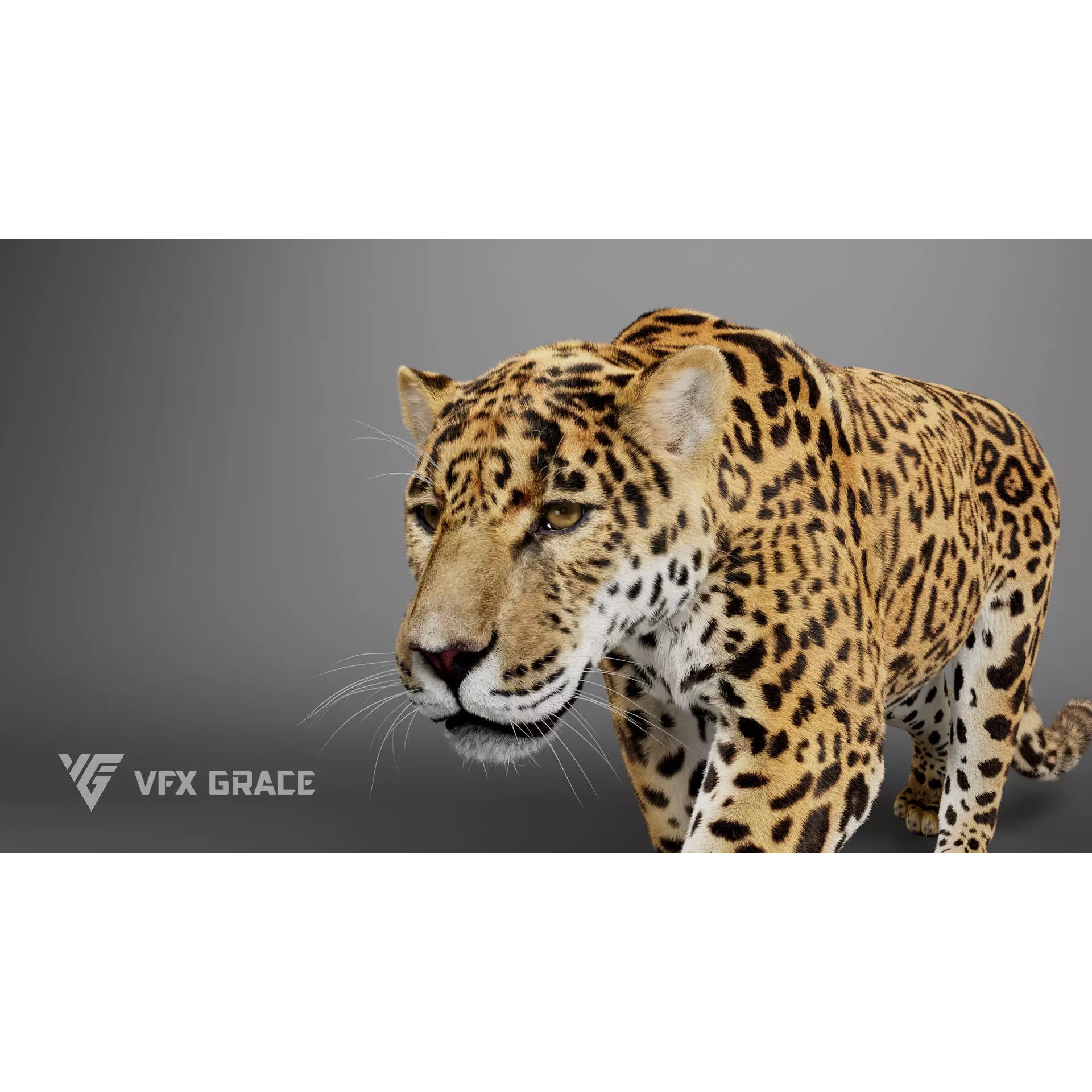 Jaguar Rigged - Game-Ready 3D Model - View 10