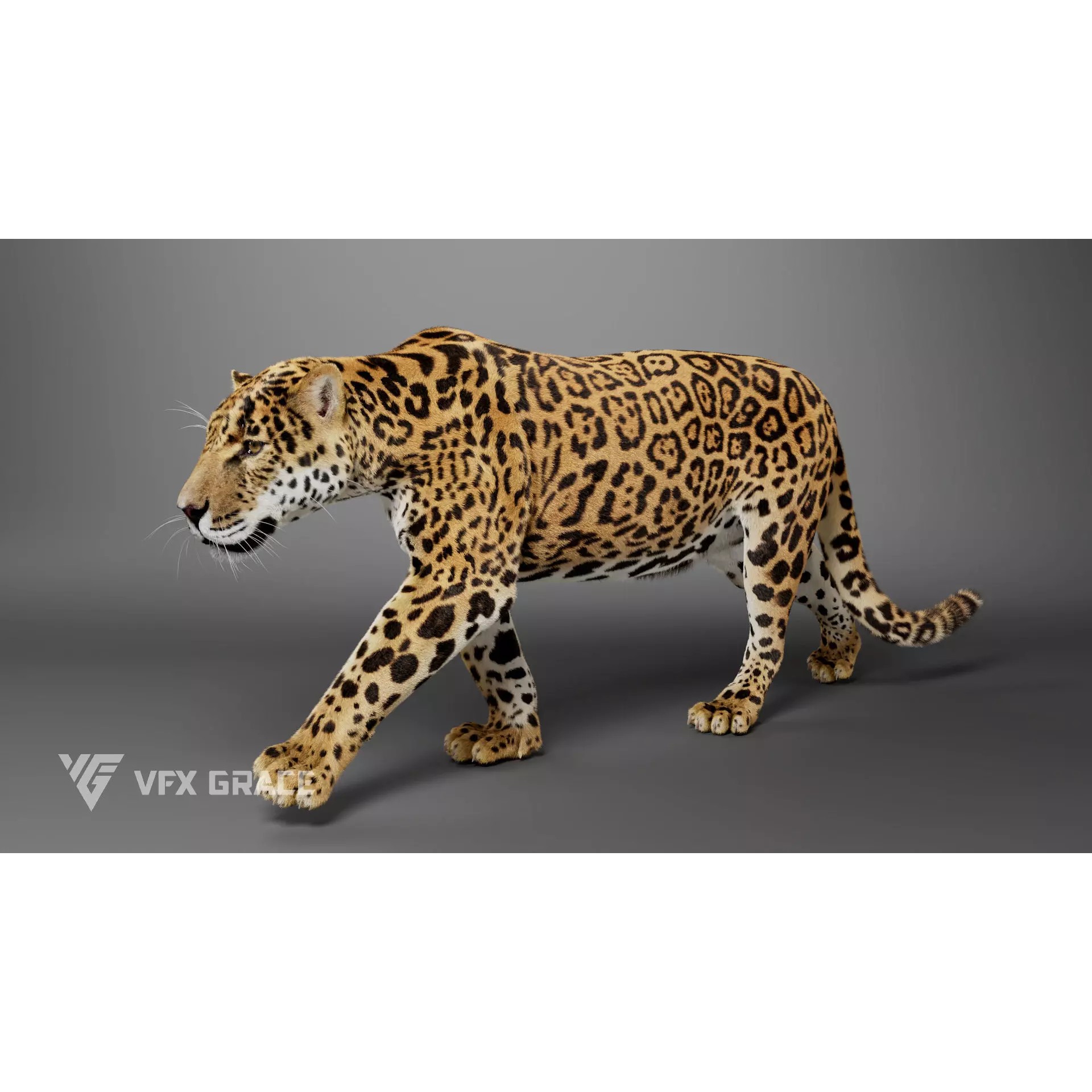 Jaguar Rigged - Game-Ready 3D Model - View 5