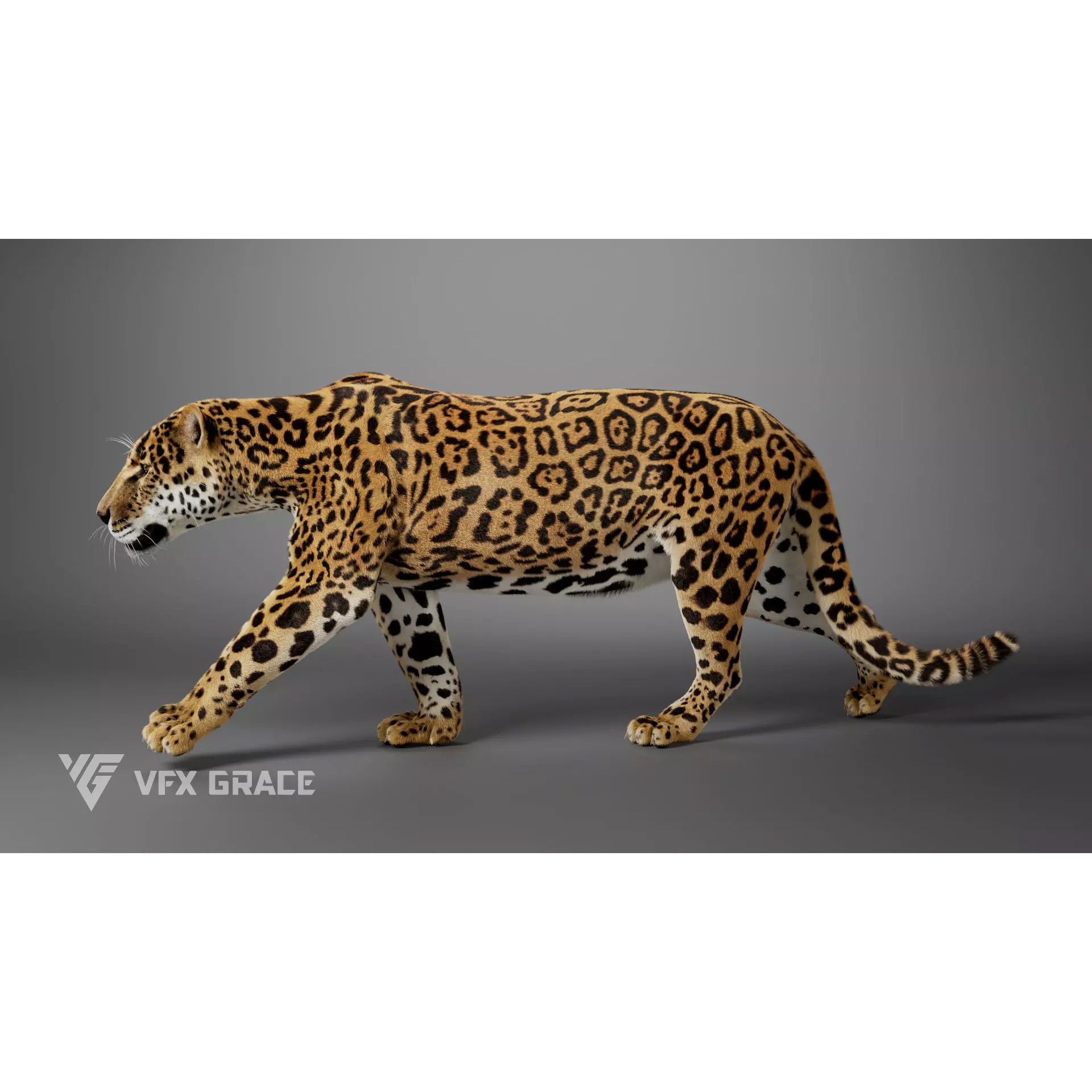 Jaguar Rigged - Game-Ready 3D Model - View 6