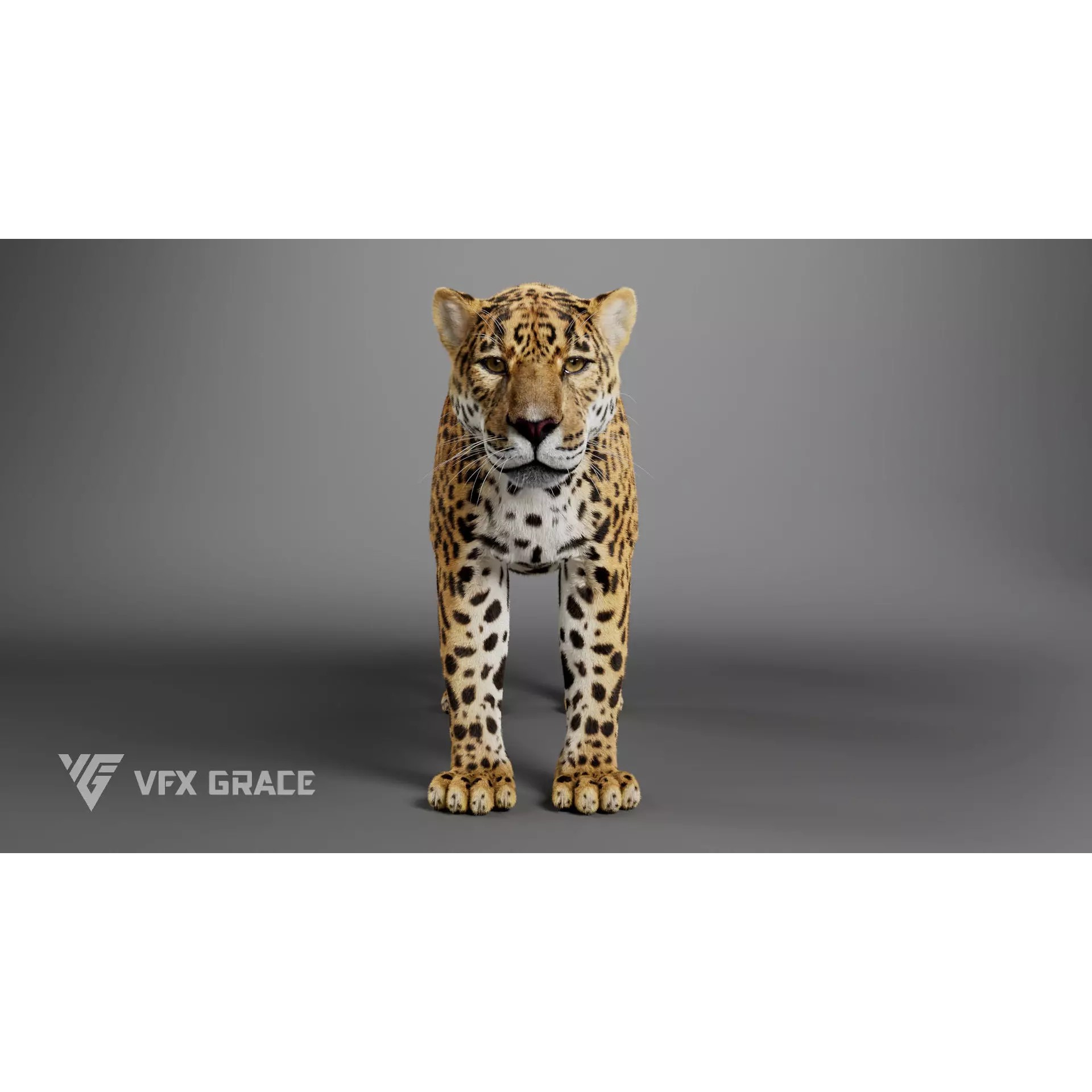 Jaguar Rigged - Game-Ready 3D Model - View 7
