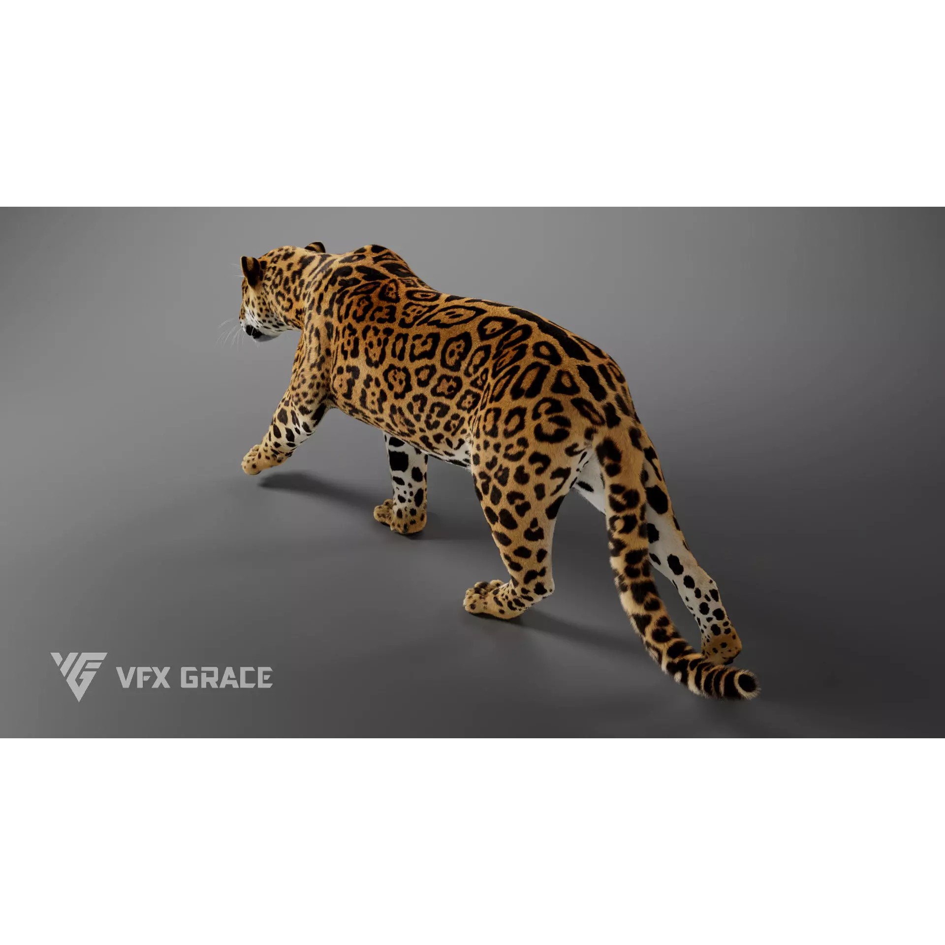 Jaguar Rigged - Game-Ready 3D Model - View 8