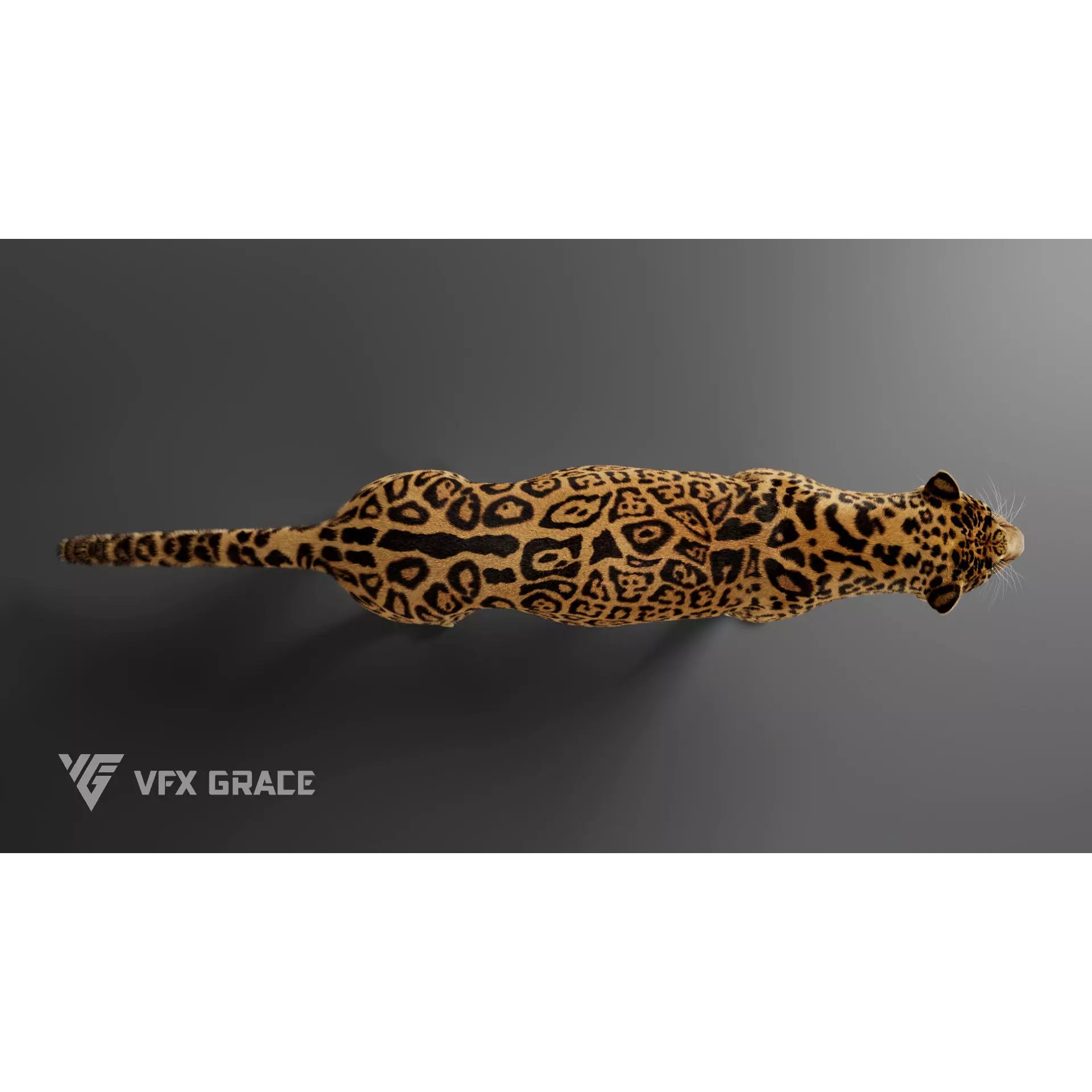 Jaguar Rigged - Game-Ready 3D Model - View 9